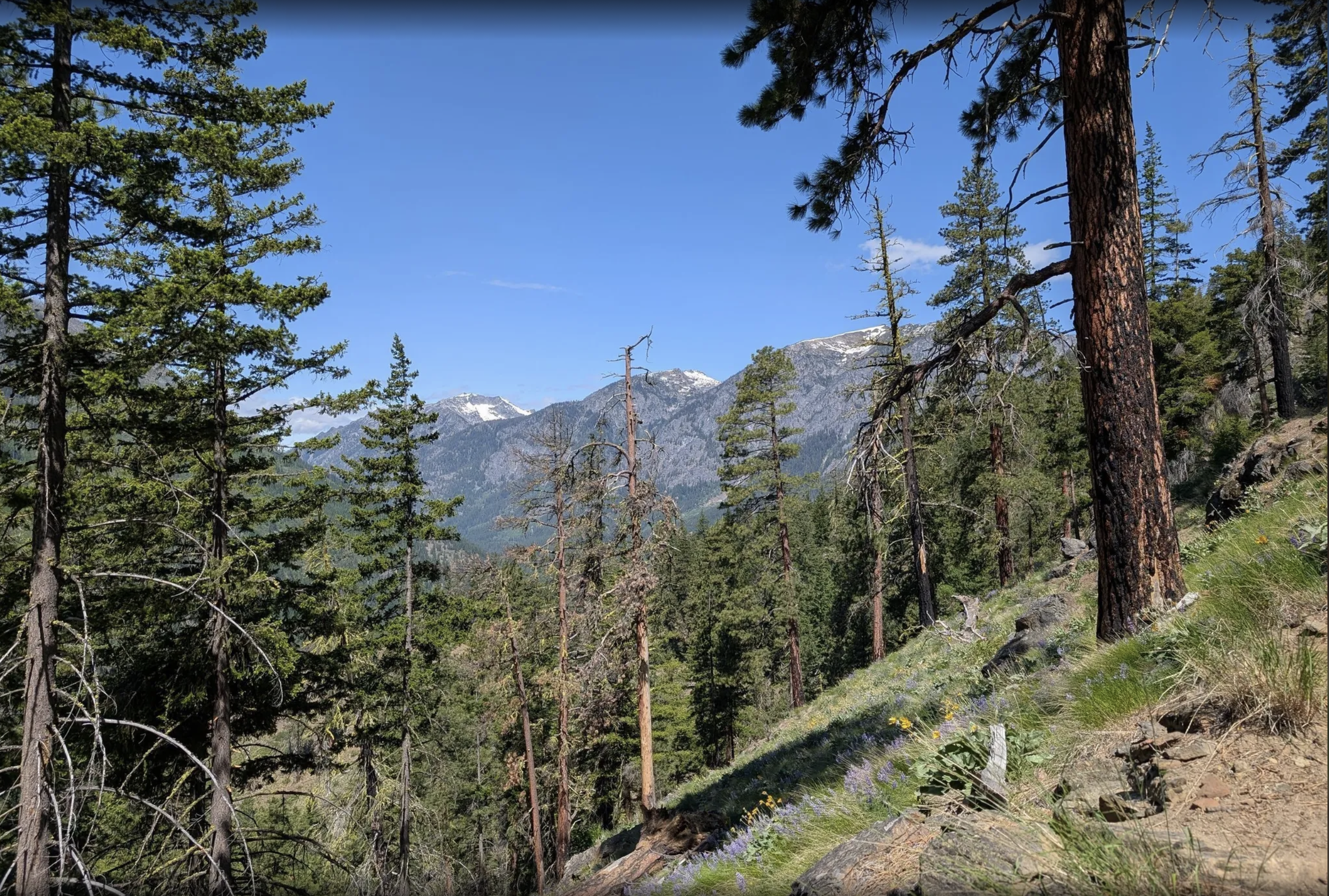 Mountain landscape with pine trees and snow-capped peaks under a clear blue sky.