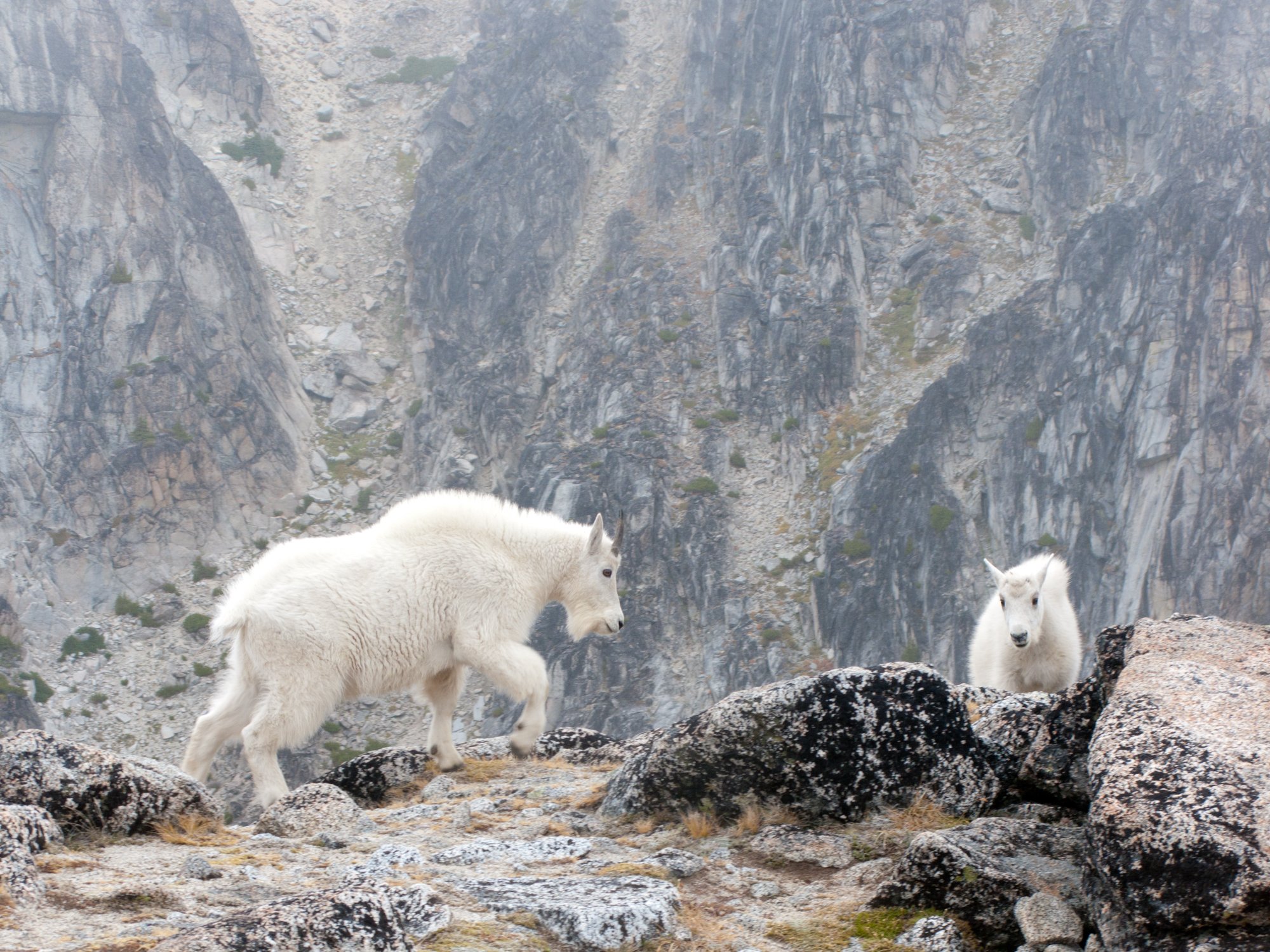 Two white baby goats standing on rocky terrain with a mountain cliff in the background.
