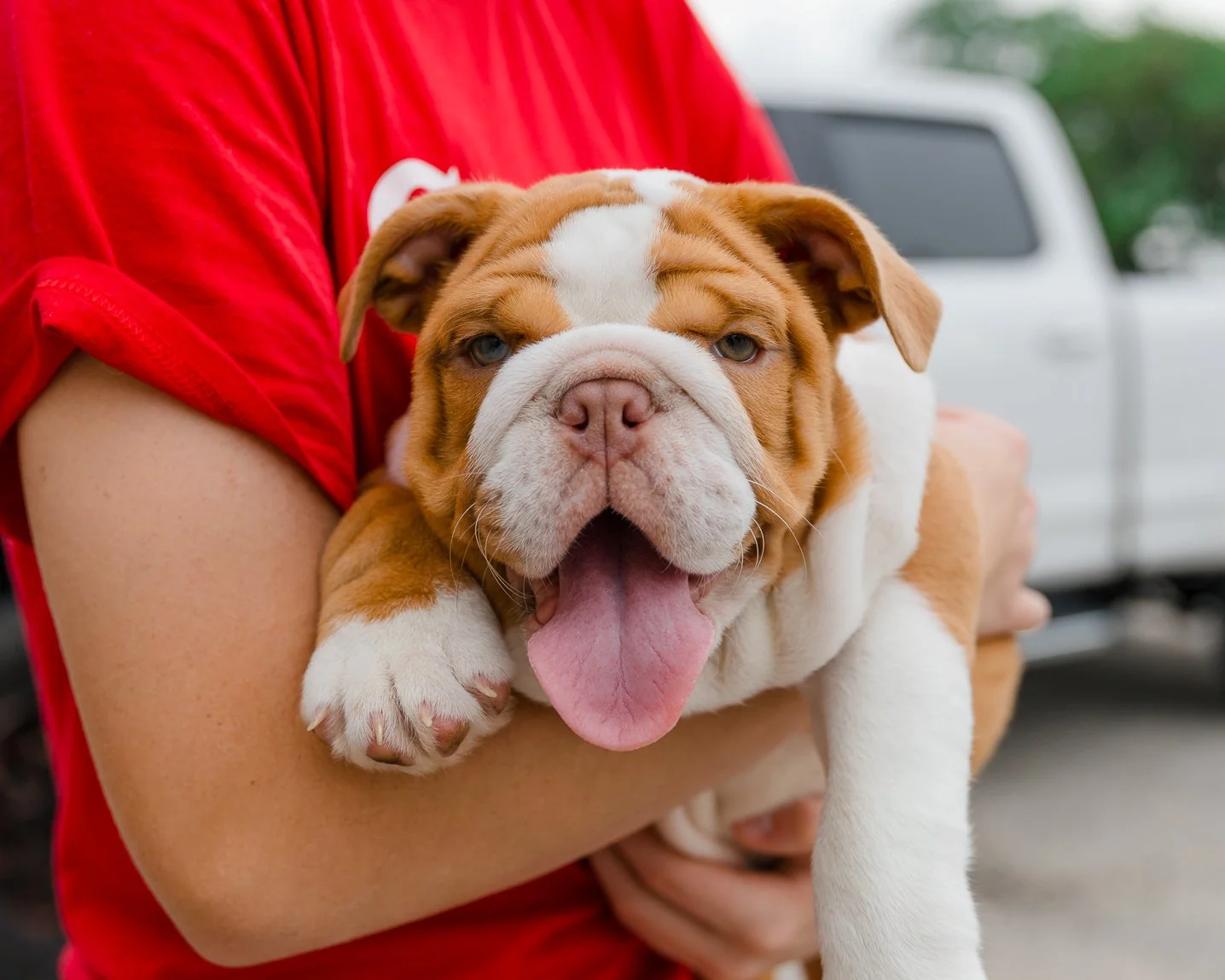 A person holding a happy bulldog puppy with its tongue out, in front of a white truck. Animal Welfare League of Aransas County.  Vaccination Clinic. Animal Control. Portrait Barne Photography