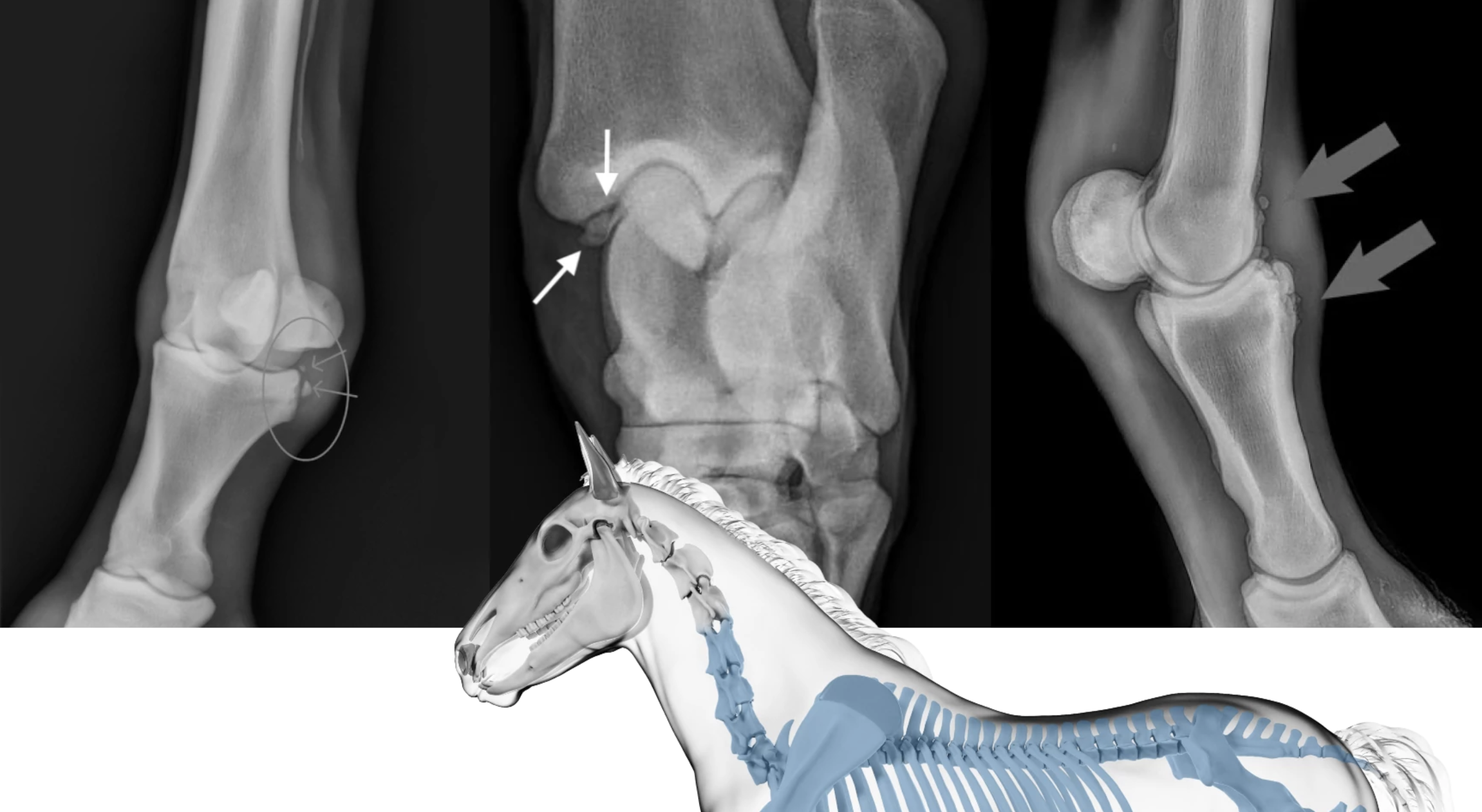 Turning Pitch Decks Into Dollars