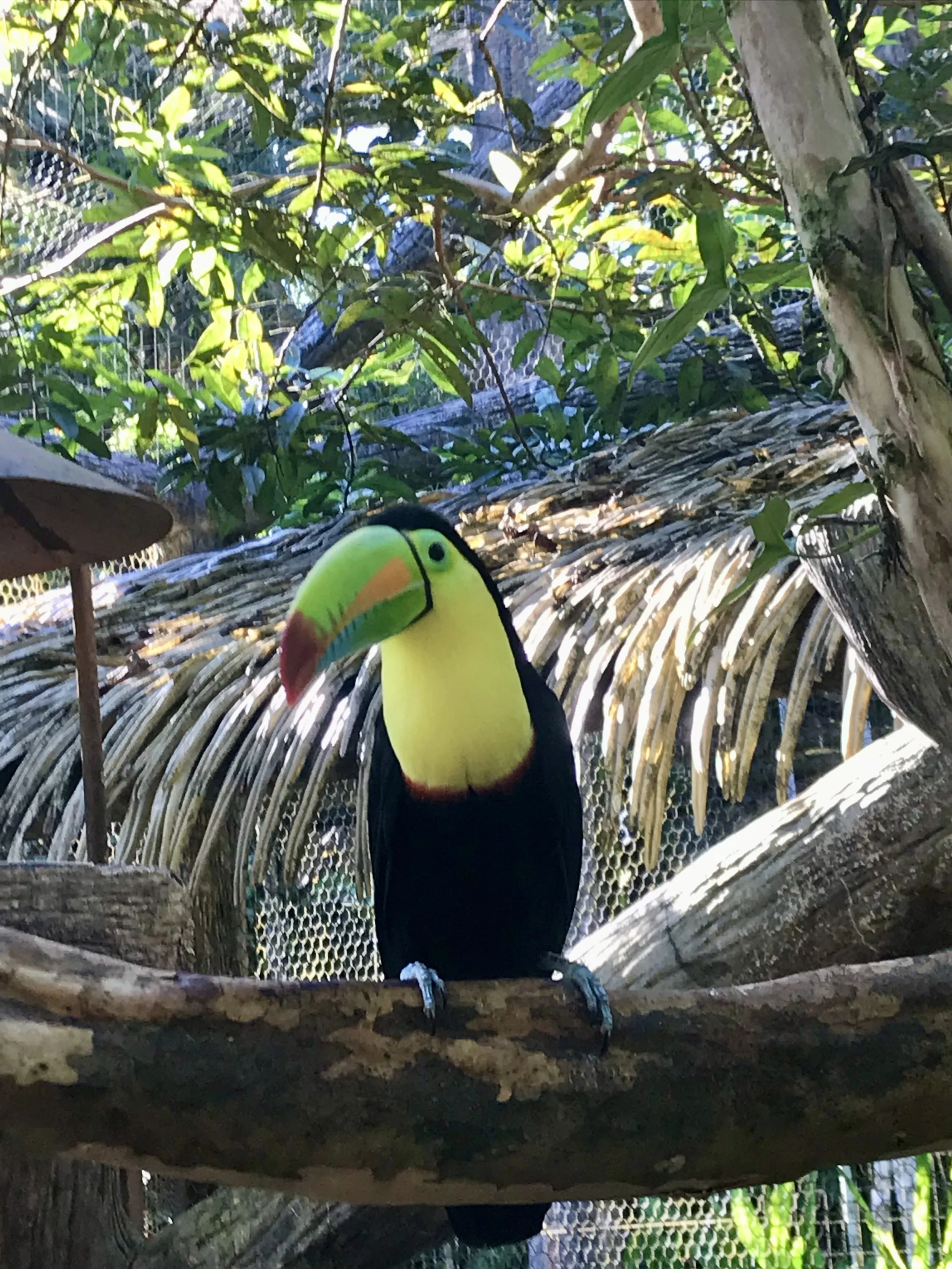Brightly colored toucan with green, yellow, orange, and black feathers perched on a wooden branch among lush green foliage.
