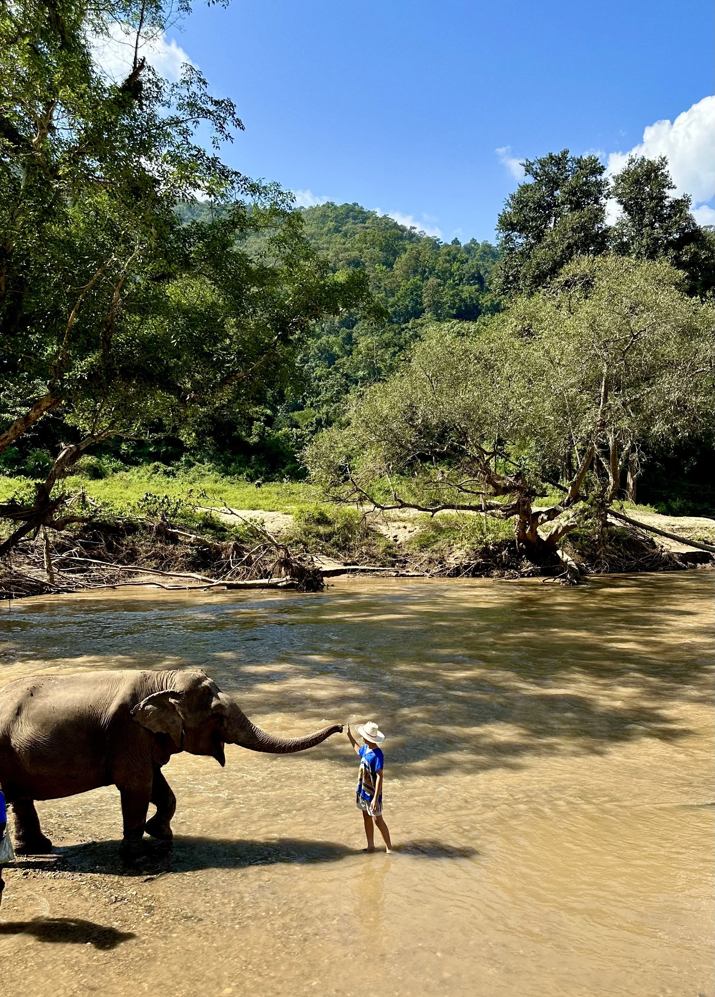 An elephant and a person standing in a river near a lush, green forest with hills in the background.