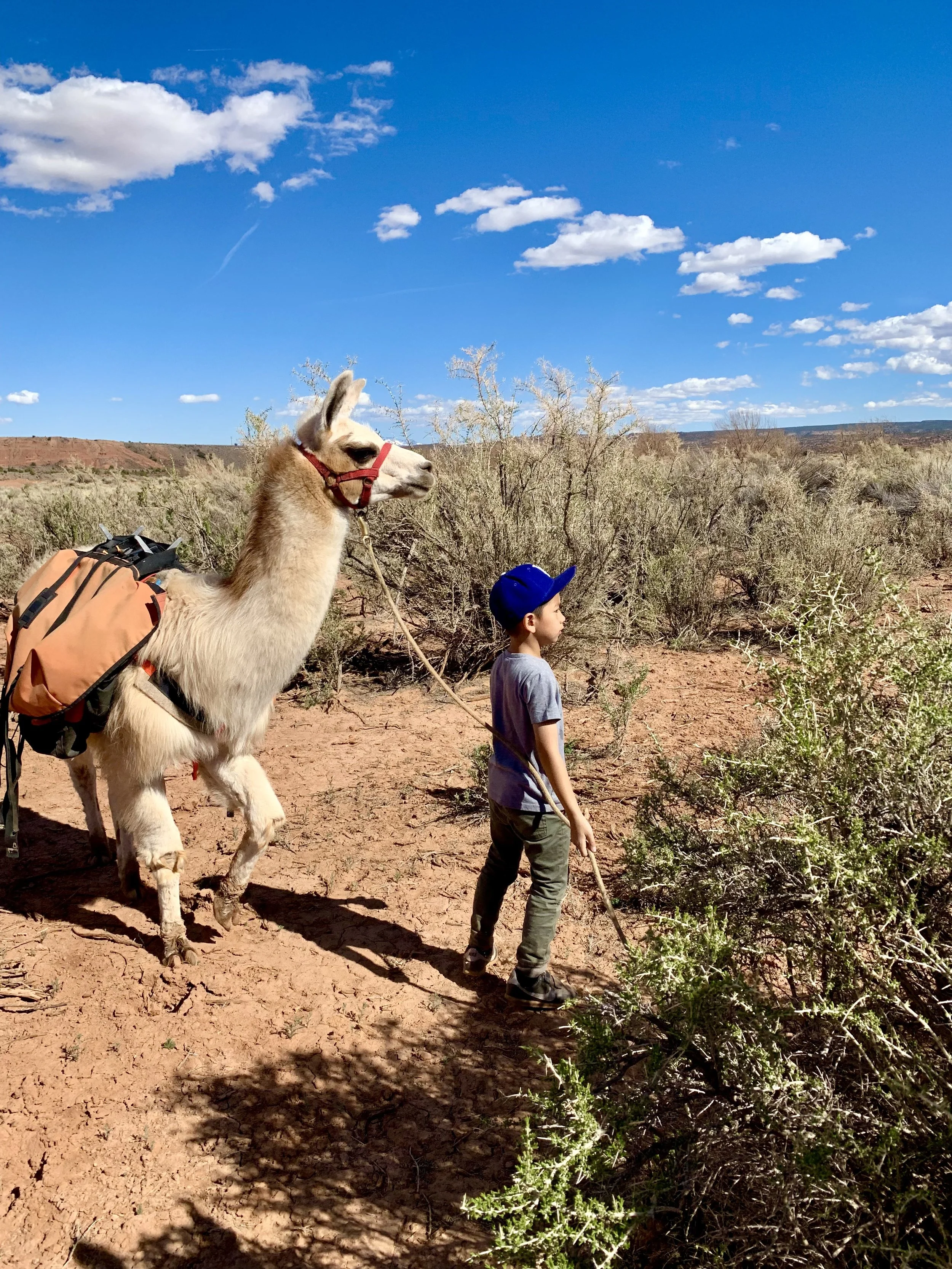 A llama and a young boy walking through a dry, desert-like landscape with shrubs under a bright blue sky with scattered white clouds.