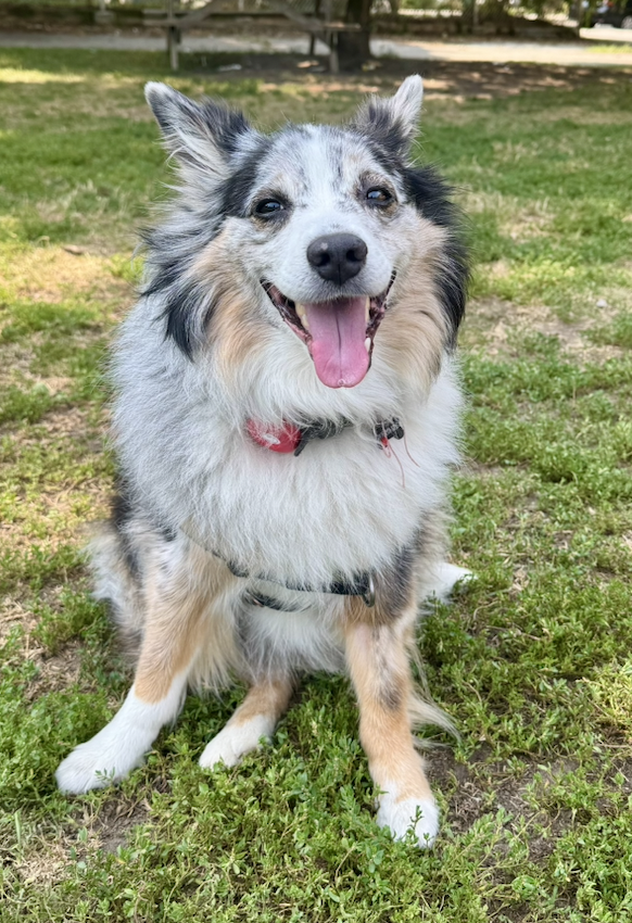 Happy Australian Shepherd dog sitting on grass with a wide smile in a park.