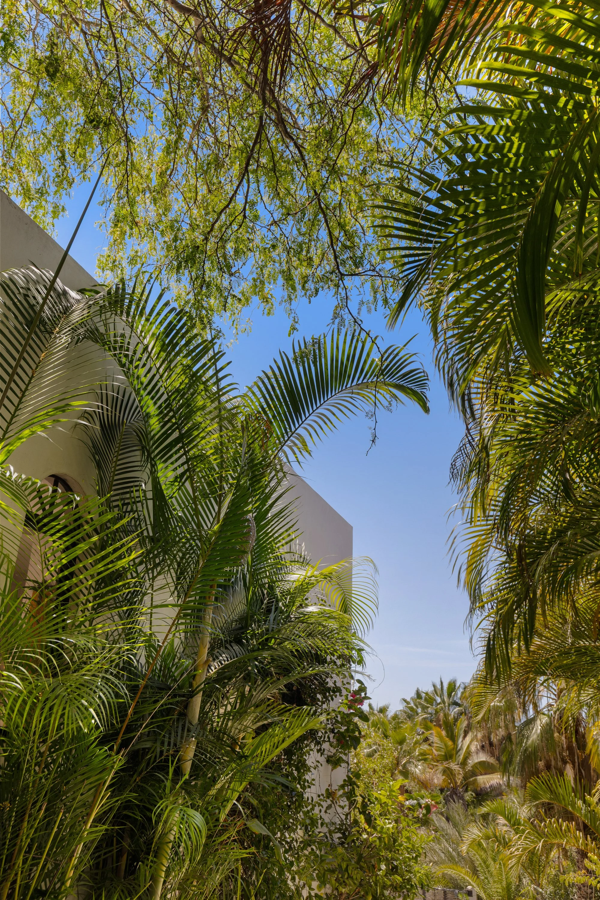 A lush tropical garden with various green trees and plants, clear blue sky overhead, and a white building partially visible on the left side.