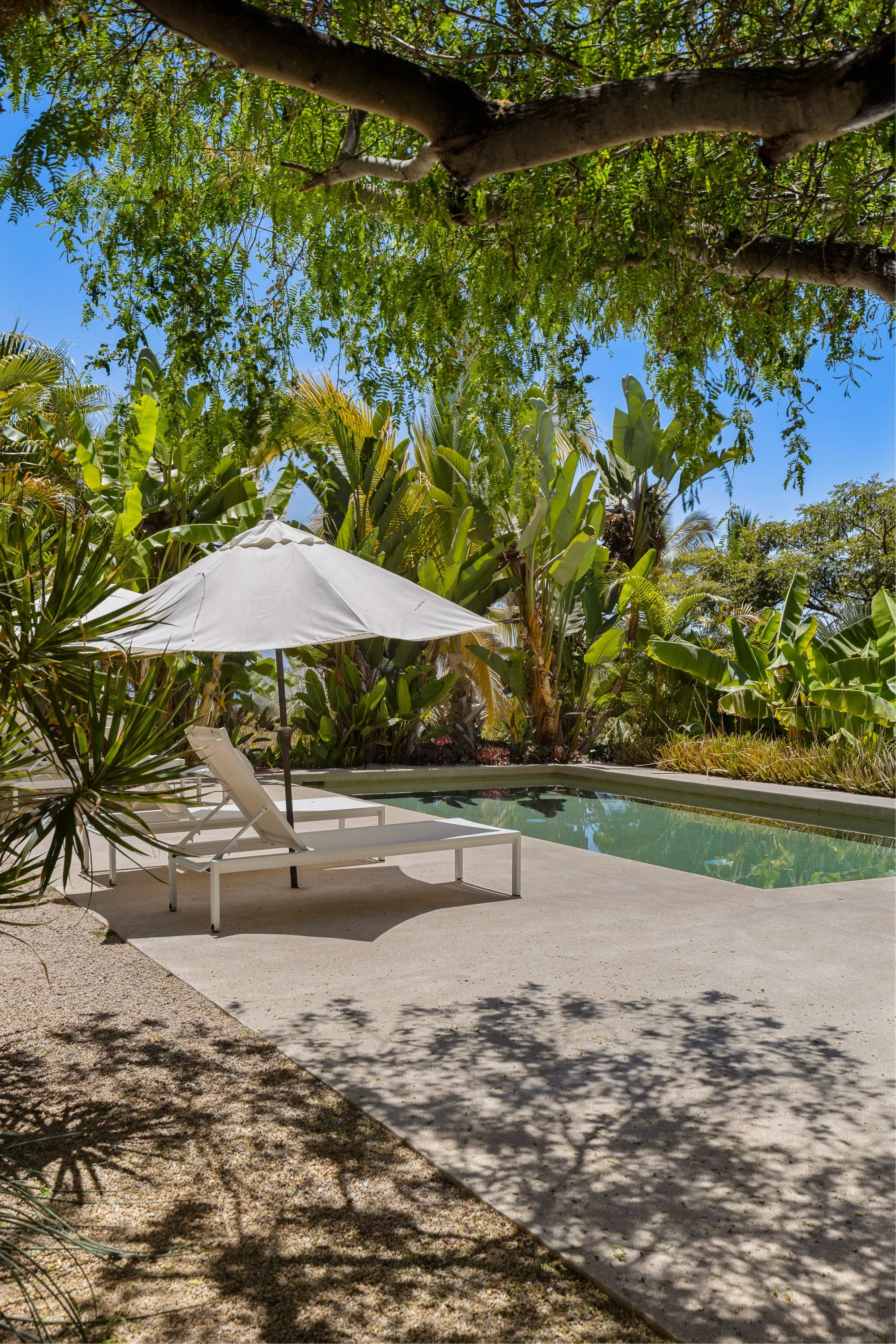 A backyard with a swimming pool, white lounge chairs, a white outdoor umbrella, lush green trees and tropical plants, and a clear blue sky.