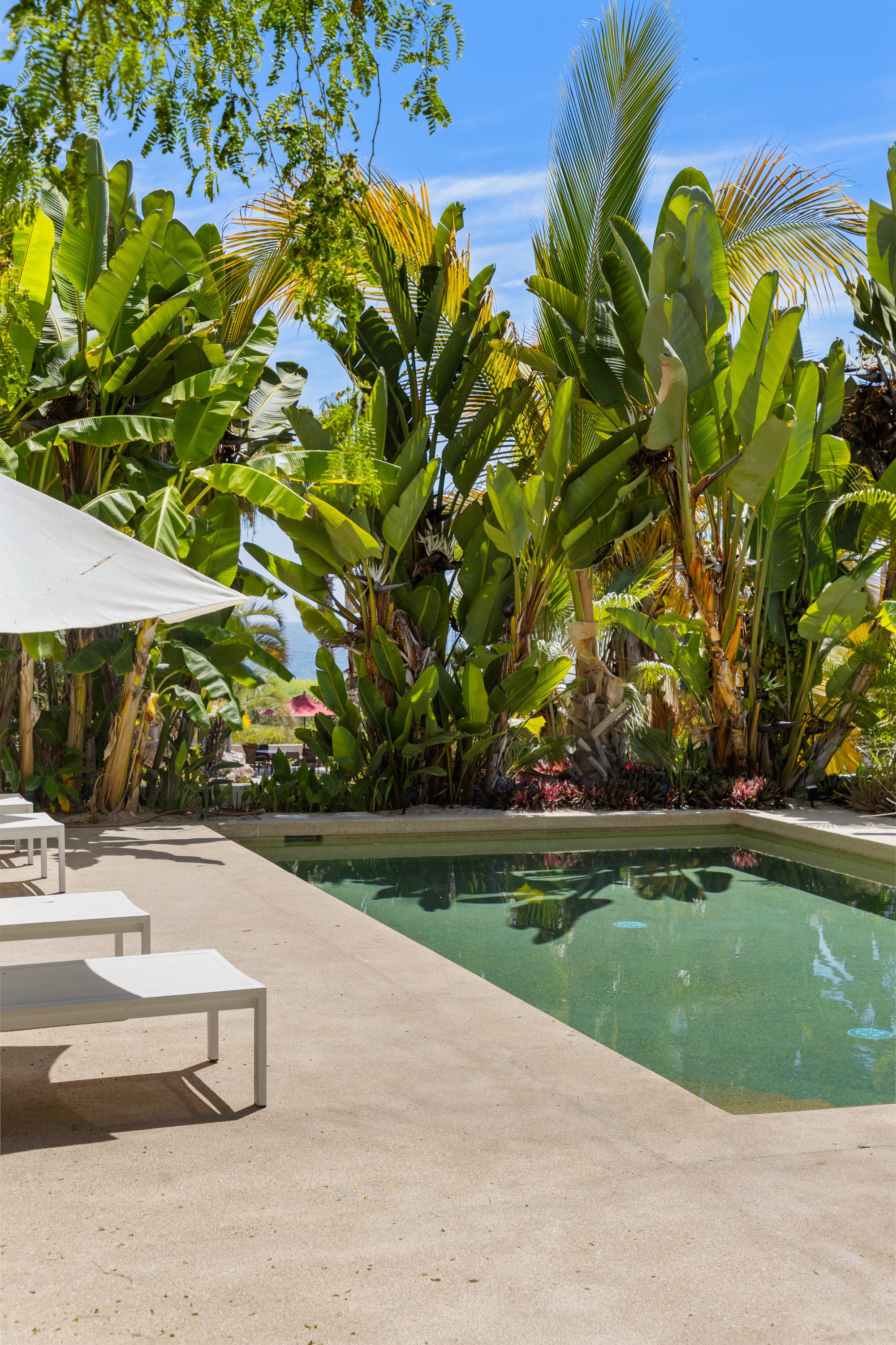 A backyard pool with a concrete deck, surrounded by green tropical plants and trees under a clear blue sky, with white lounge chairs and umbrellas.