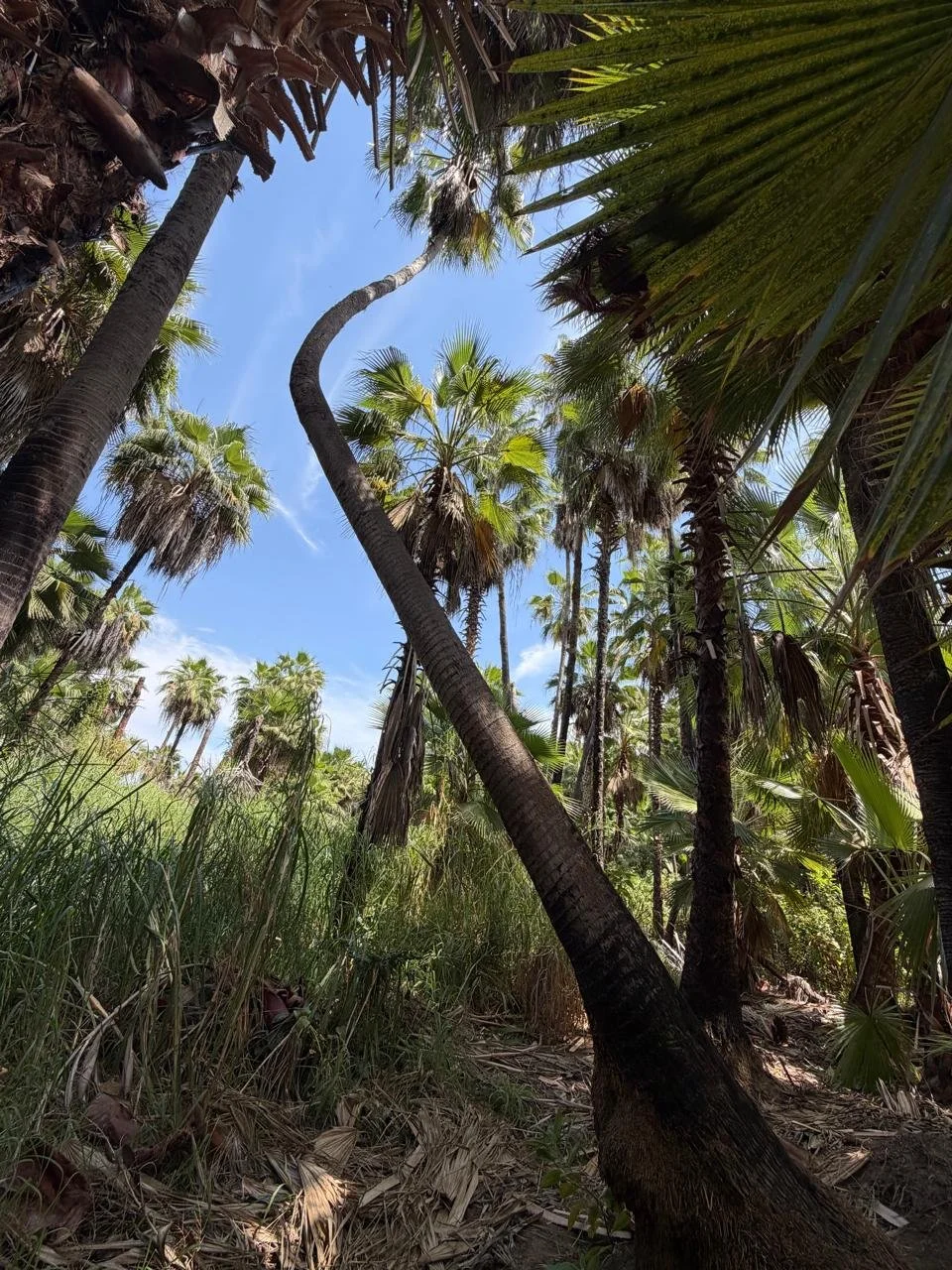 Tall palm trees in a lush, tropical forest with a blue sky overhead.