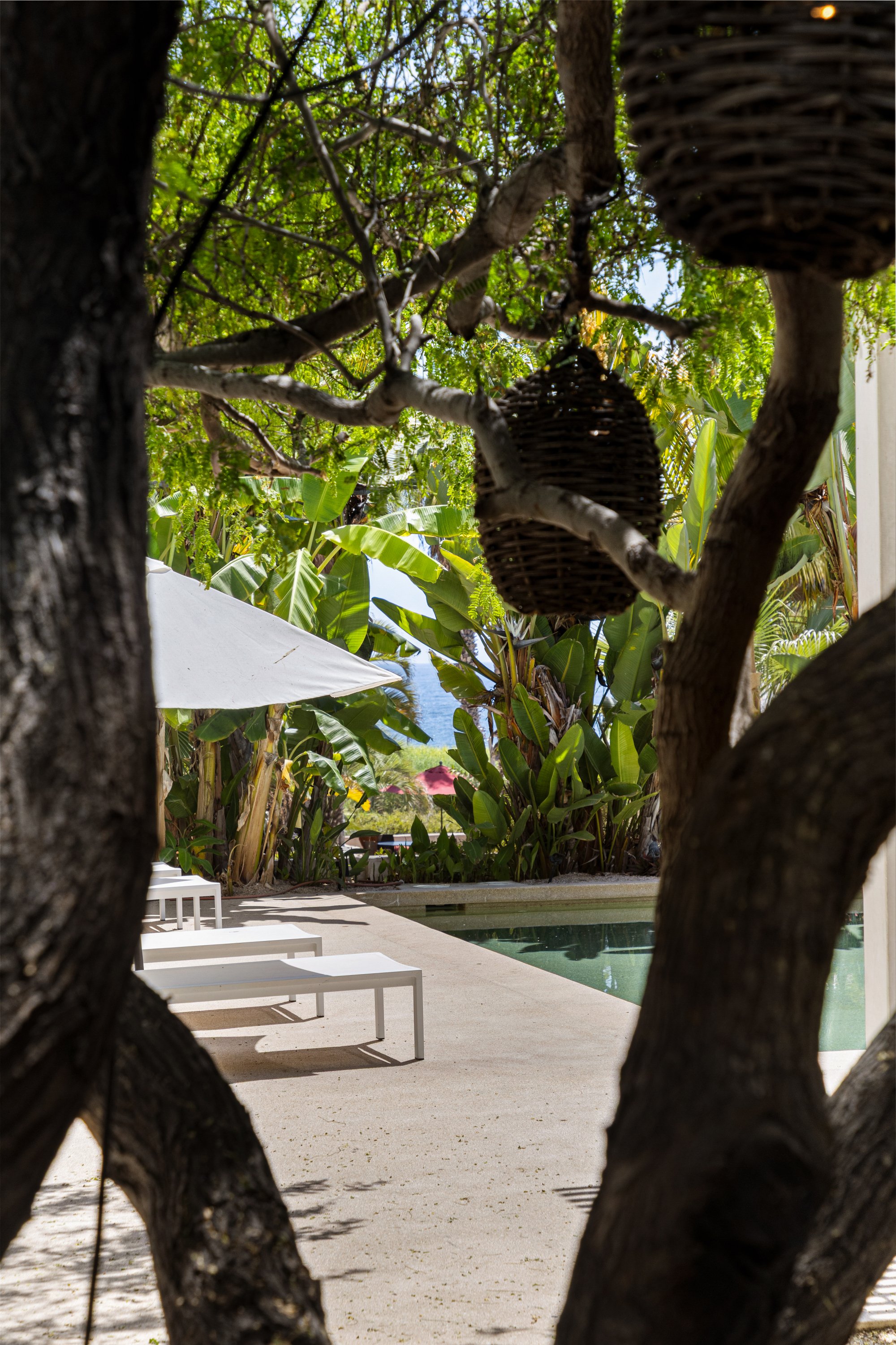 View of a swimming pool with white lounge chairs and a large white umbrella, surrounded by lush green tropical plants and trees.