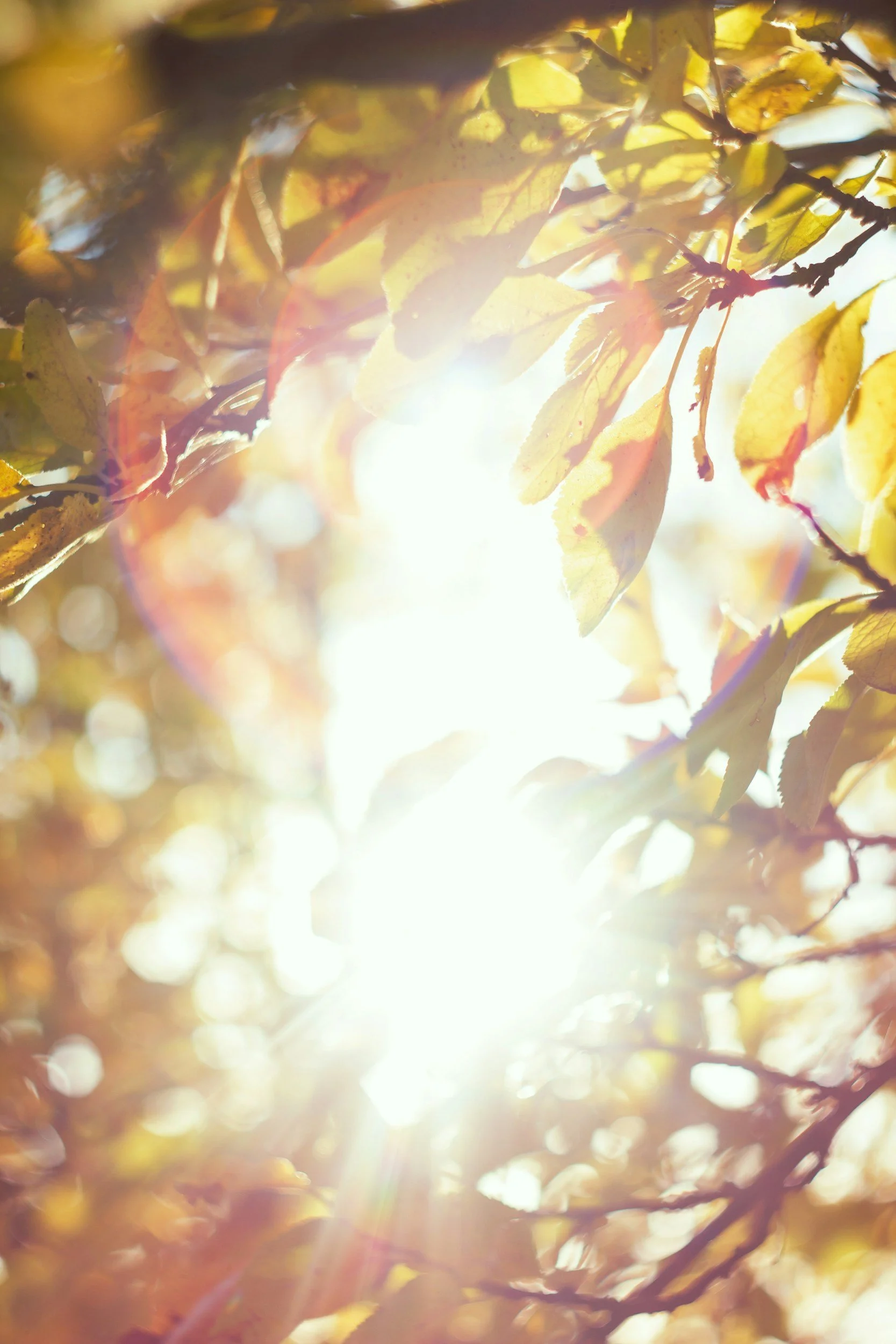 Close-up of tree branches with yellowing autumn leaves backlit by bright sunlight creating a lens flare effect.