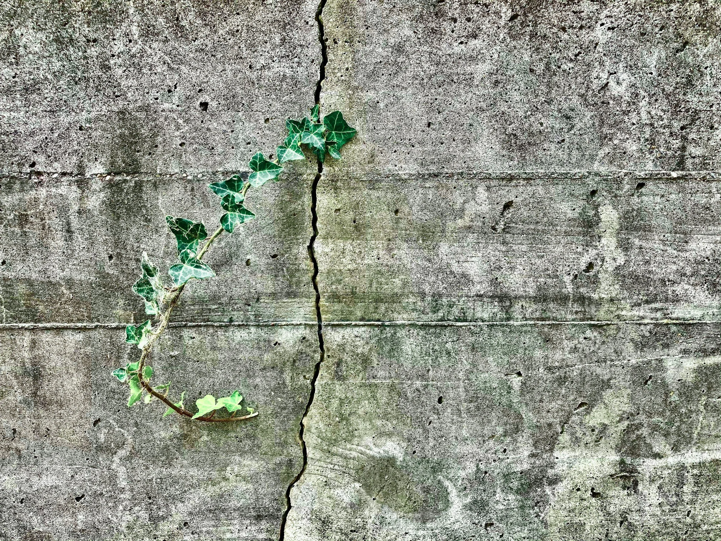 A vine with green leaves growing along a large vertical crack in a weathered concrete wall.