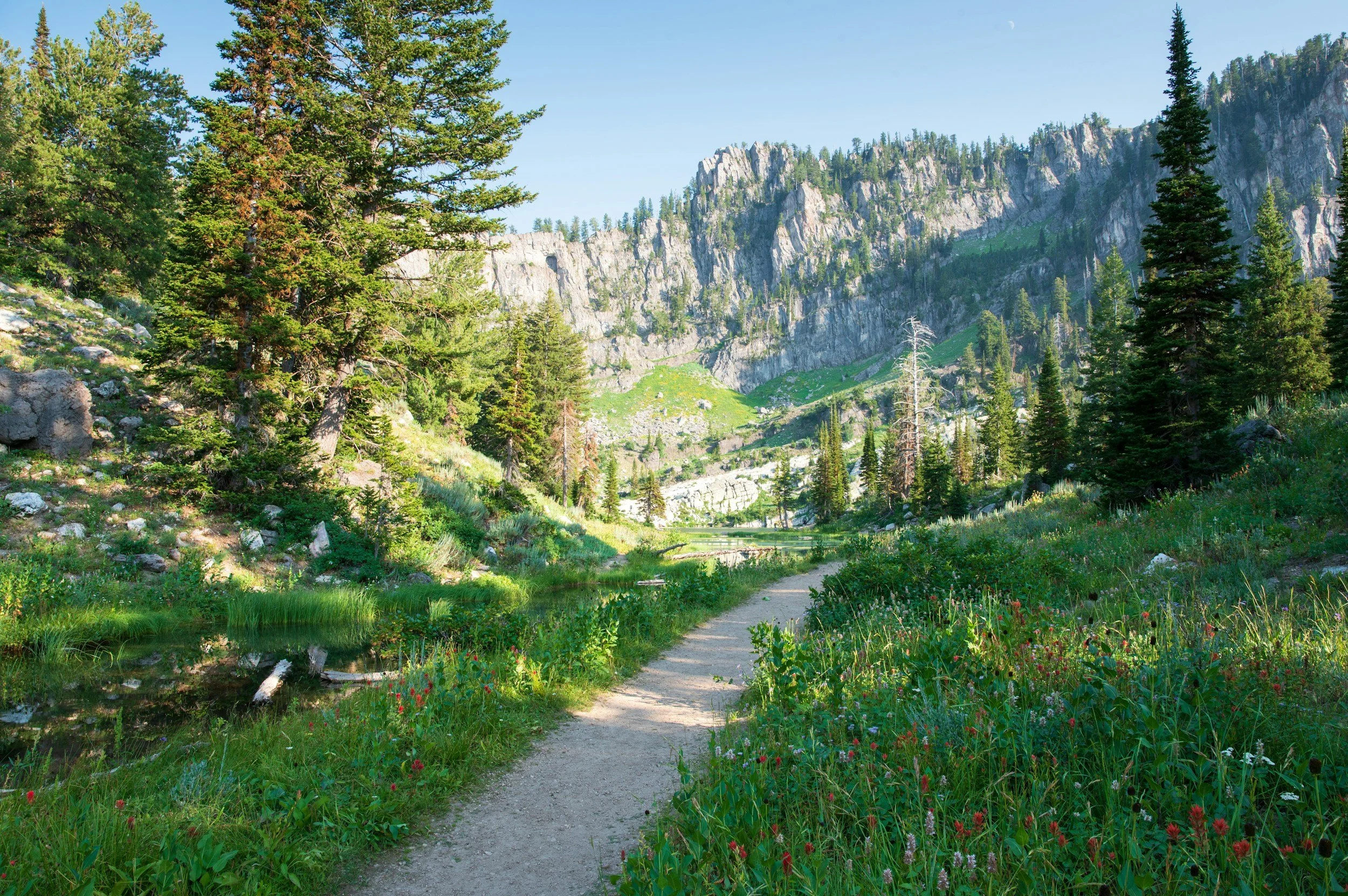 A scenic mountain landscape with a dirt trail running through a grassy and floral area, tall pine trees, and towering rocky mountains in the background under a clear blue sky.