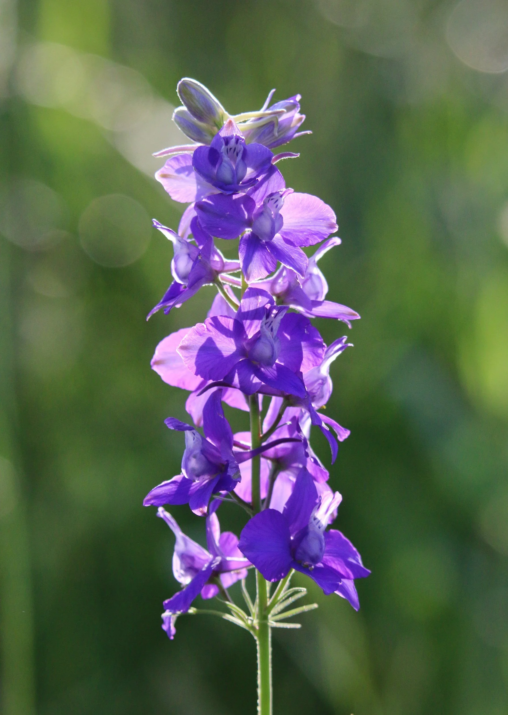 A tall purple flower spike with multiple lavender and deep purple flowers blooming along the stem, set against a blurred green background.