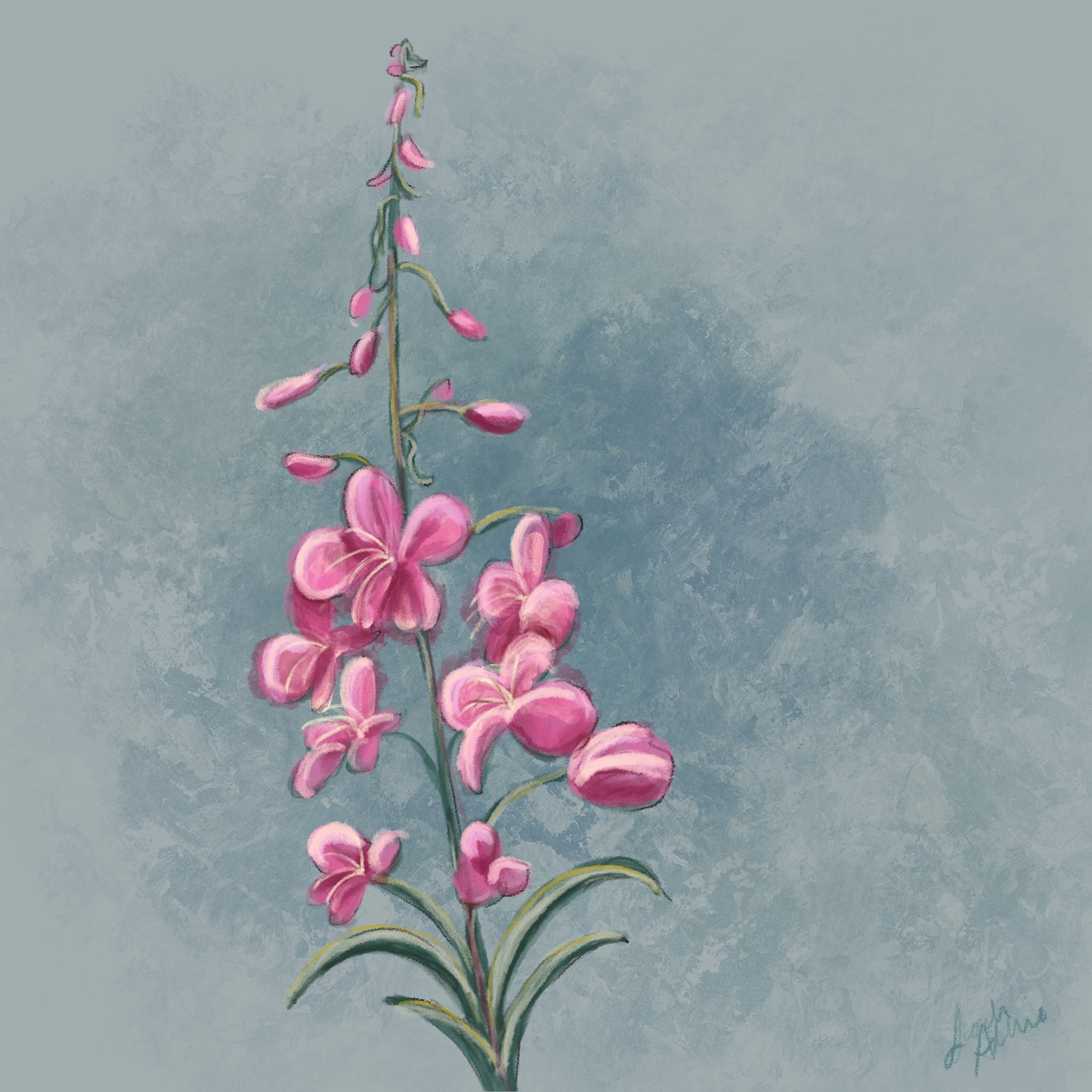 FIREWEED.jpg