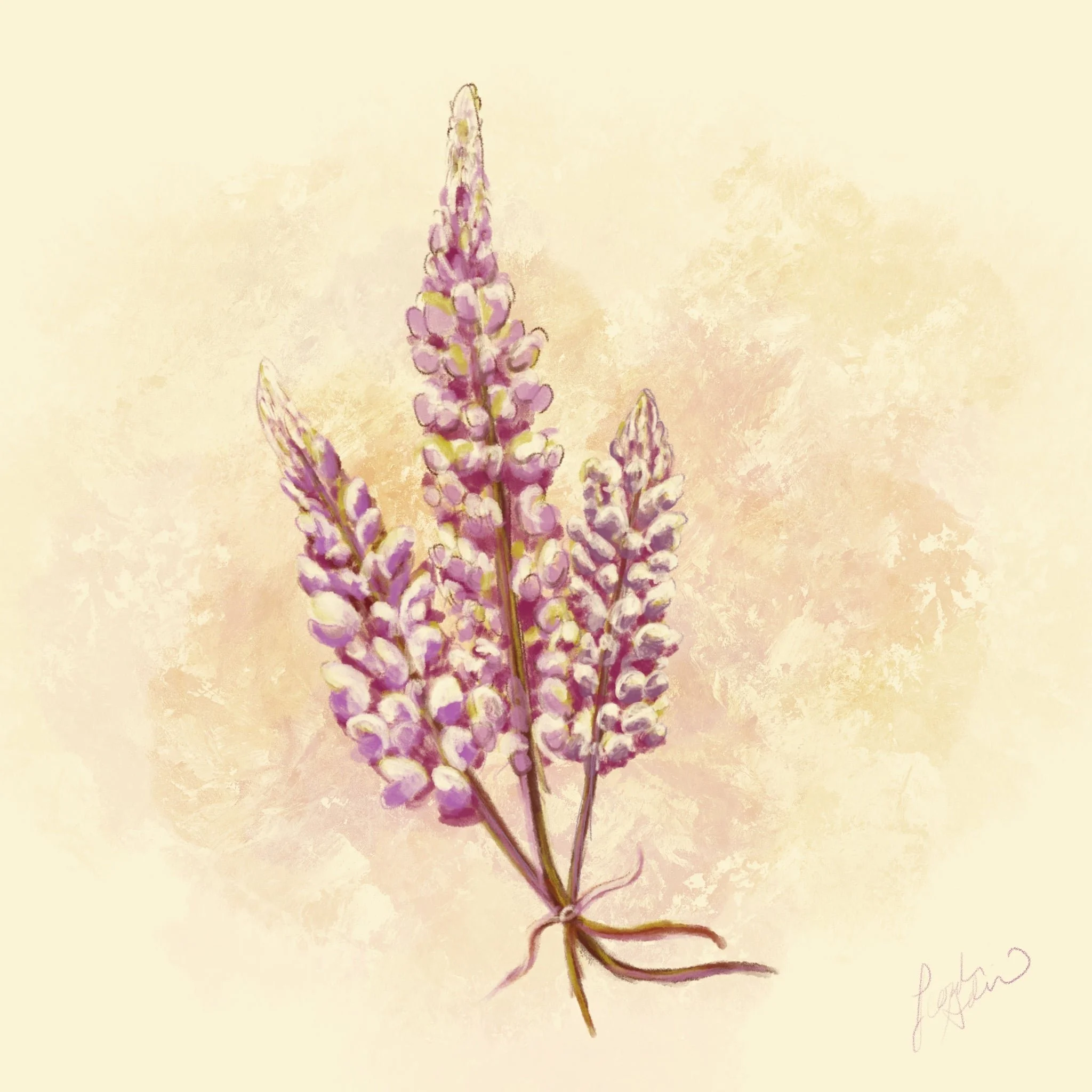 LUPINE.jpg