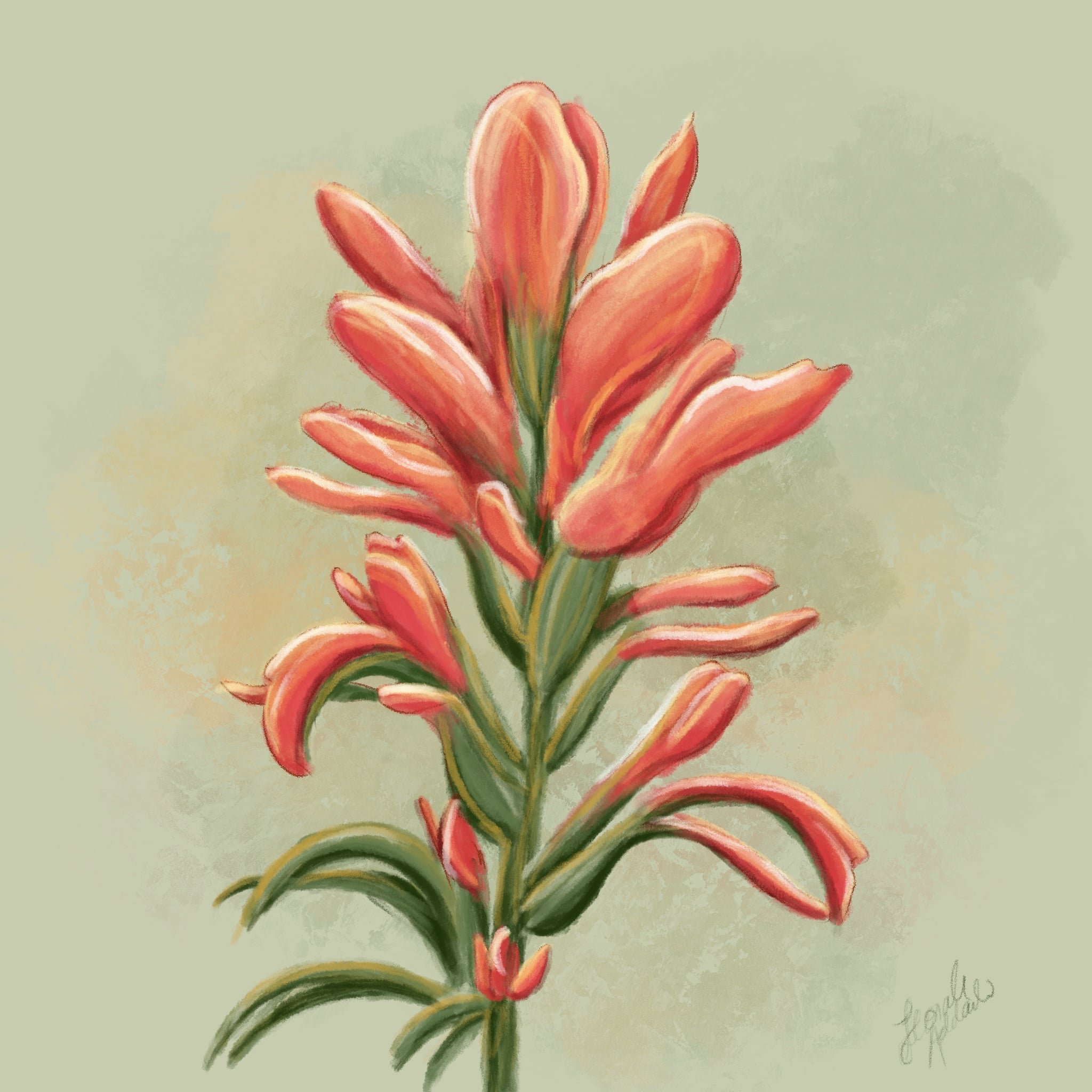 INDIAN PAINTBRUSH.jpg