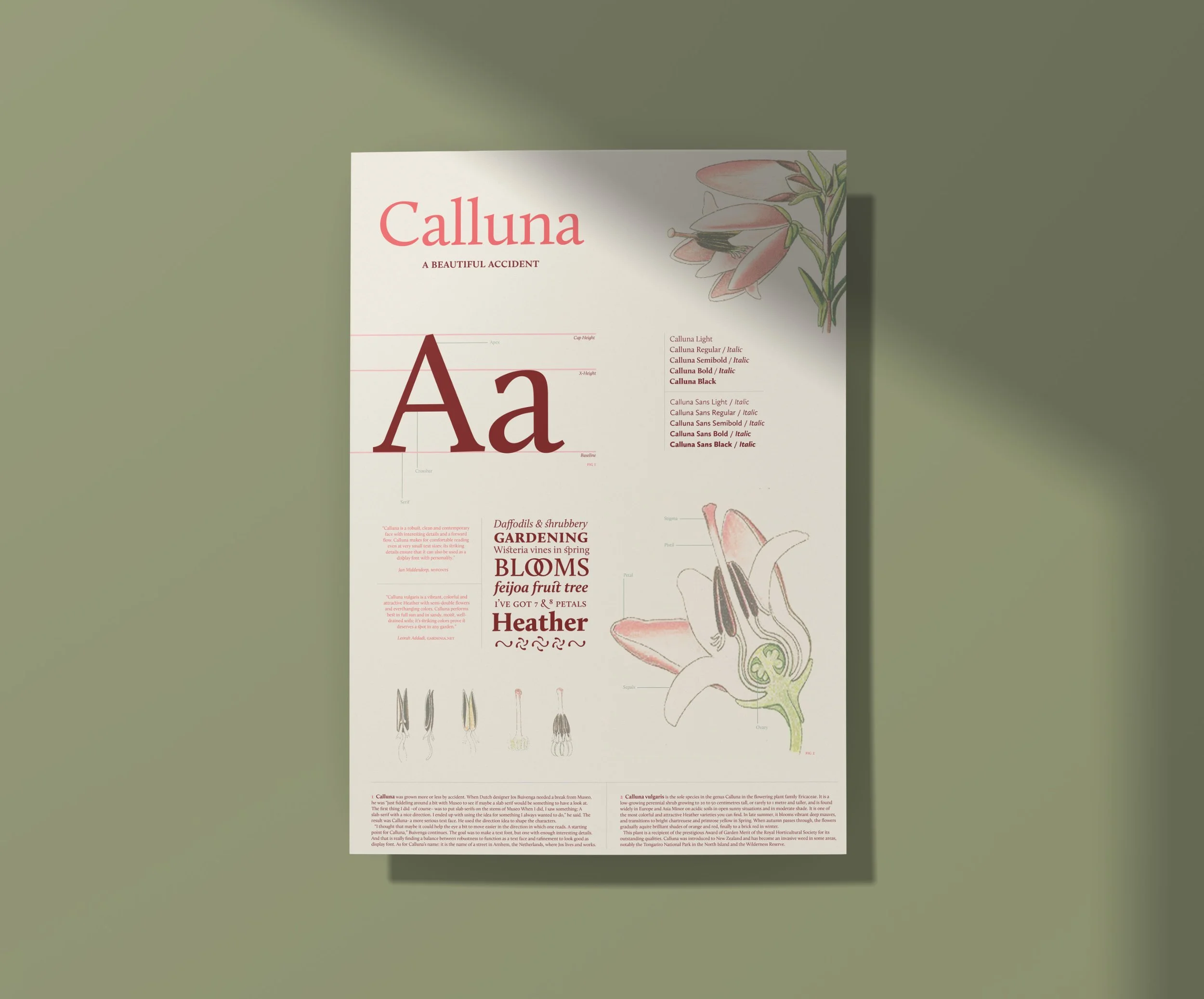 calluna small.jpg