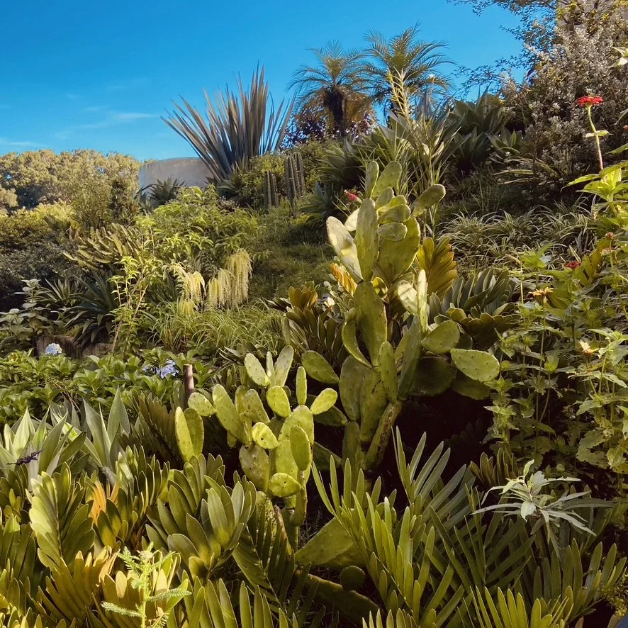 cactus-garden-5cJ9pLnb.jpg