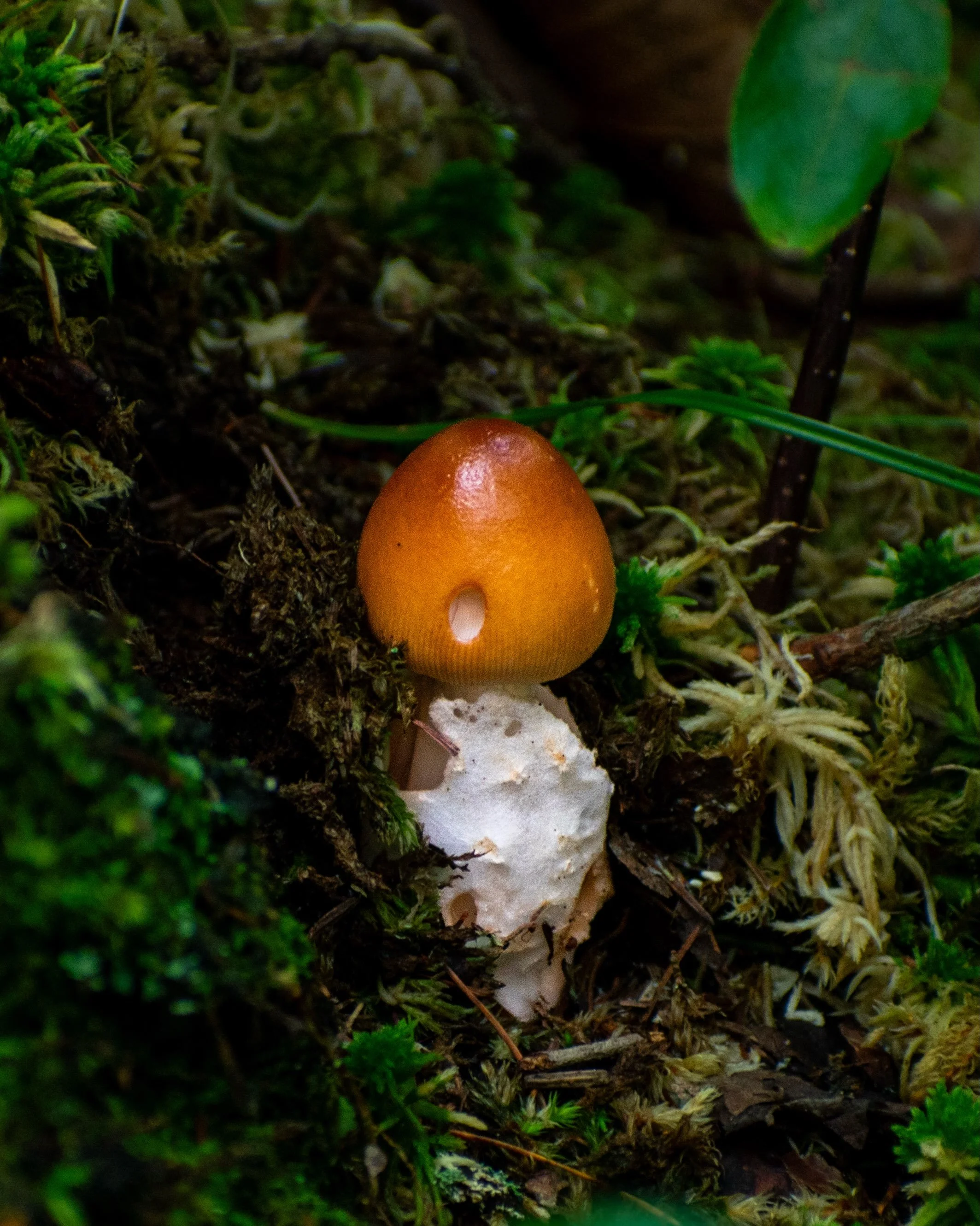 Mushrooms! 🍄&zwj;🟫📸 The first one was taken on my Nikon D5600. Looks like a little fairy home 🥹. The others are unedited, taken on my iPhone!

#mushrooms #mushroomphotography #photography