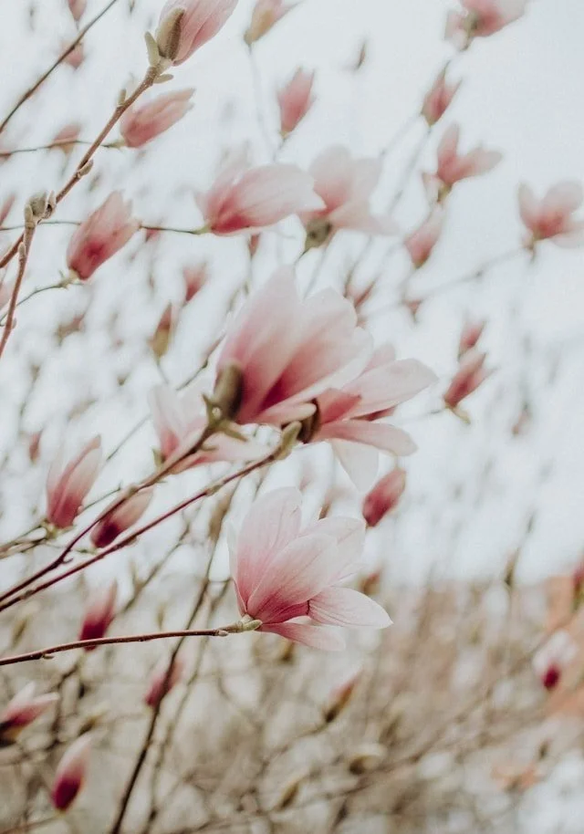 Close-up of pink magnolia flowers blooming on branches against a light, blurry background.