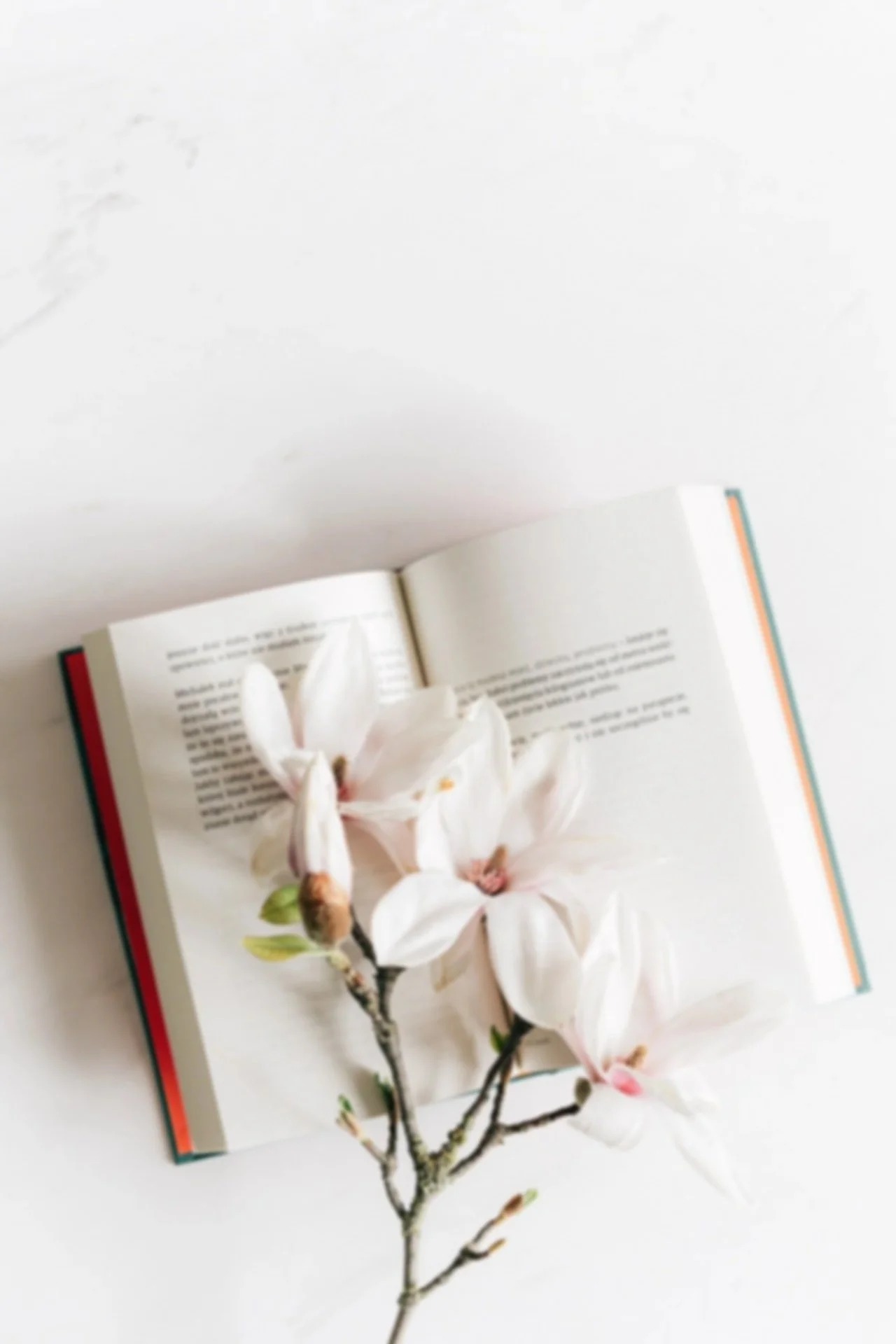 Open book with a branch of white magnolia flowers resting on it, on a white surface.