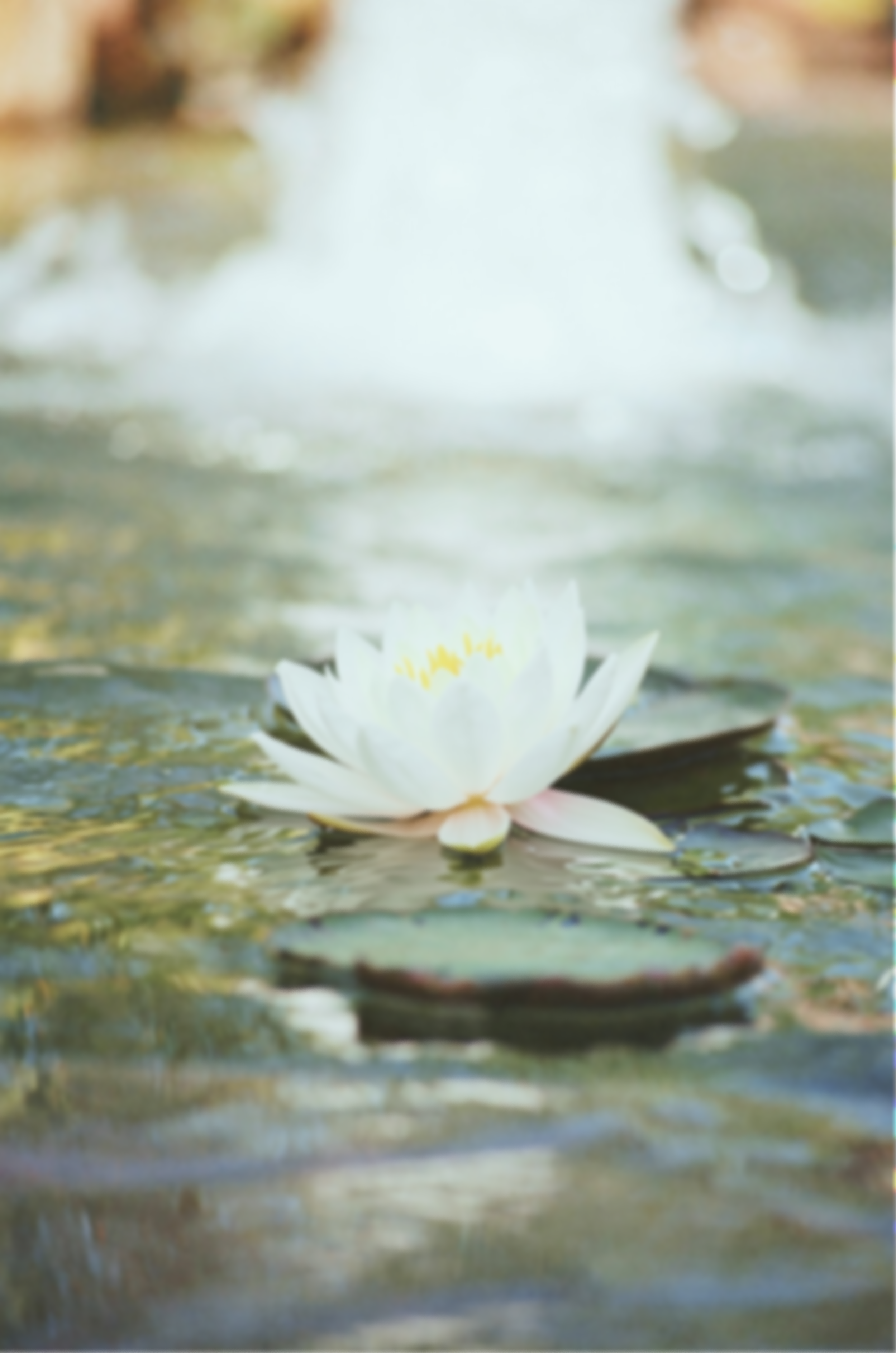 A white water lily floating on a pond with green lily pads and blurred water in the background.