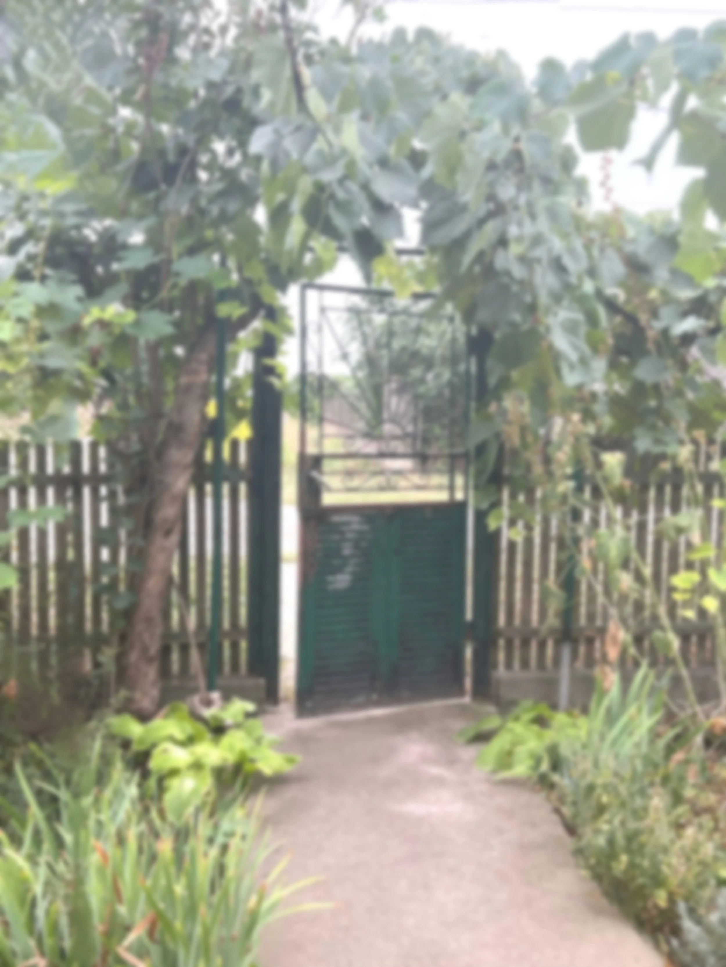 A garden pathway leading to a black metal gate surrounded by lush green plants and trees.