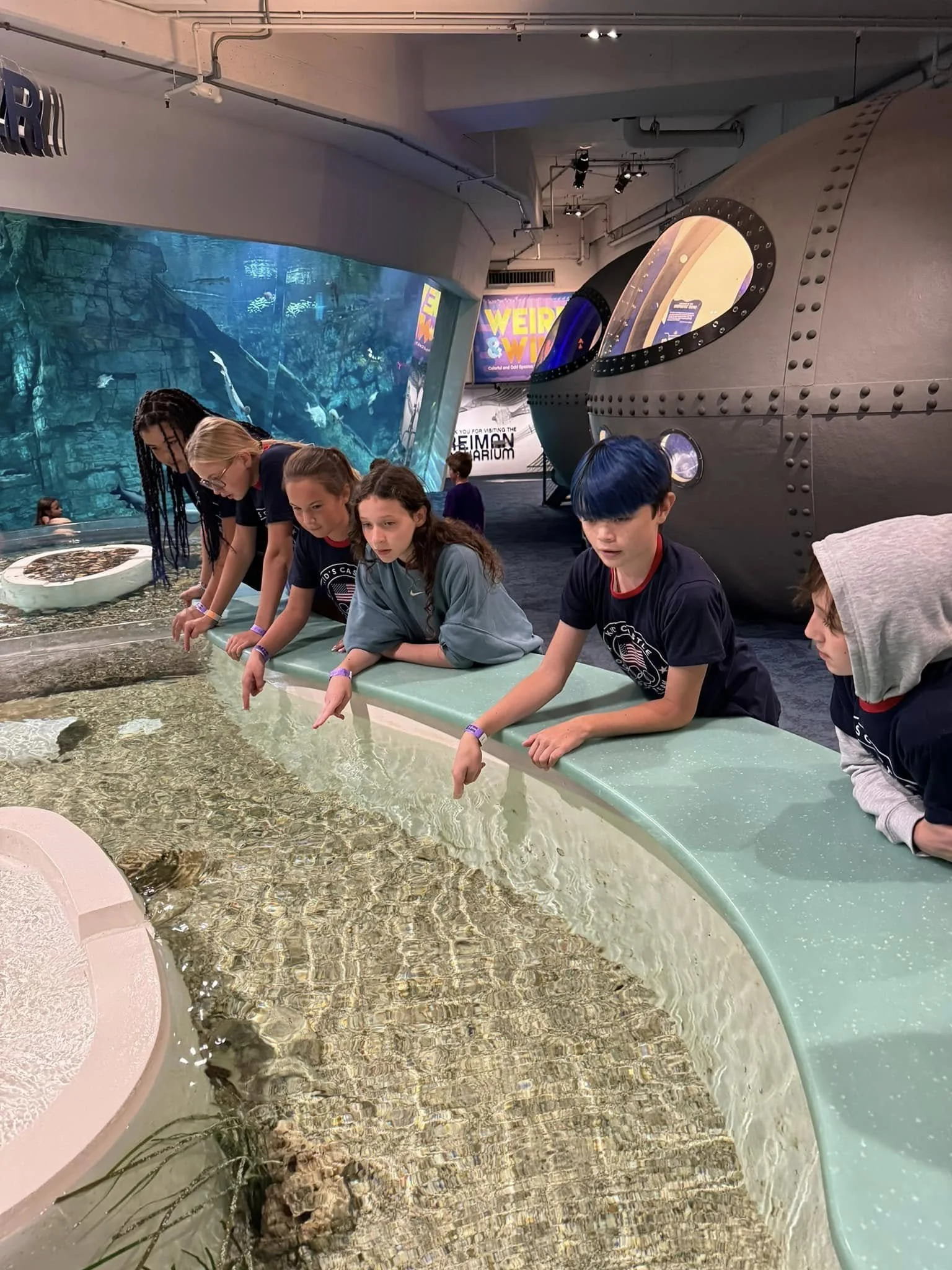 Children at an aquarium observing sea creatures in a touch pool.