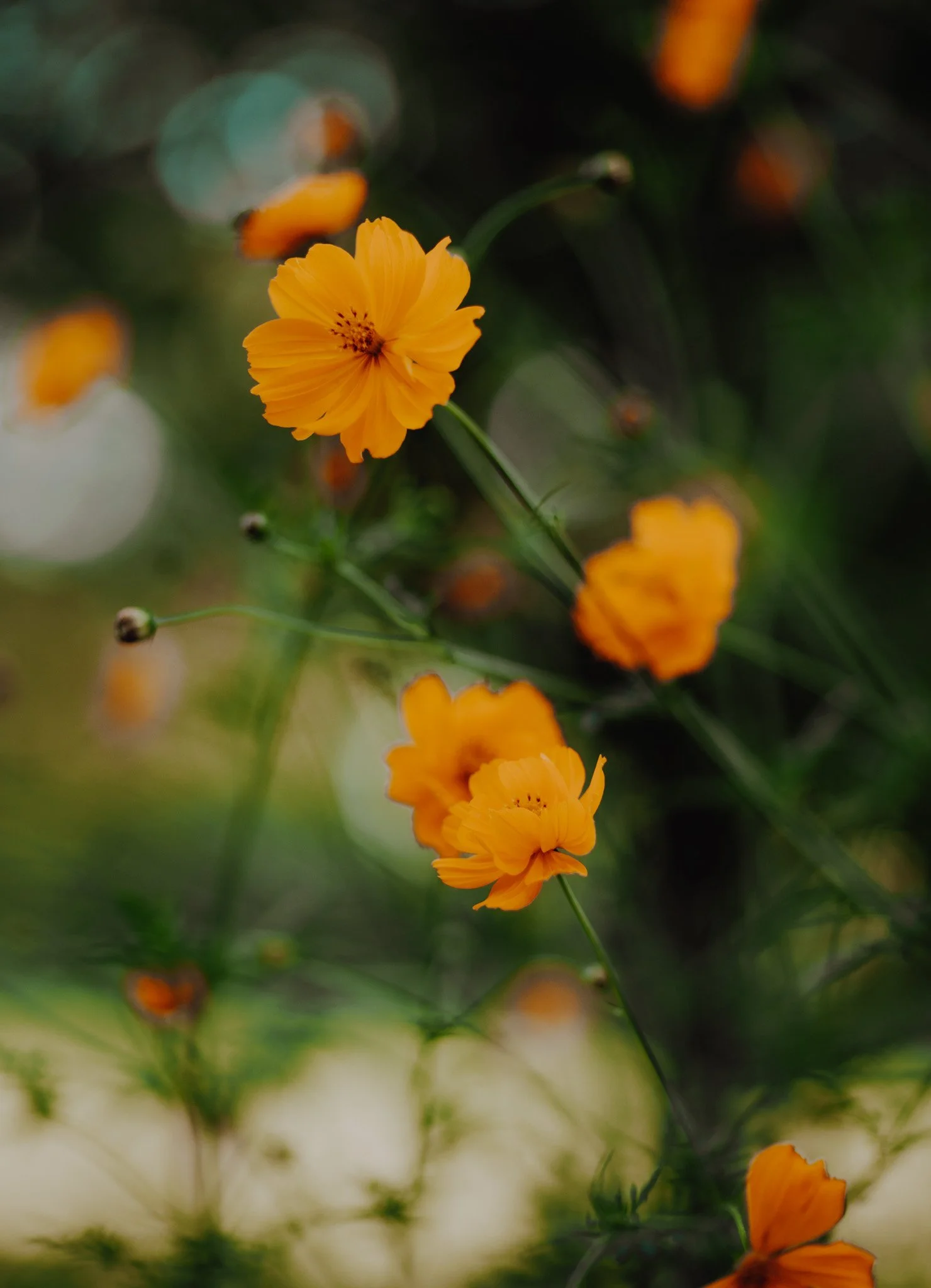 _A5A6866.jpg
