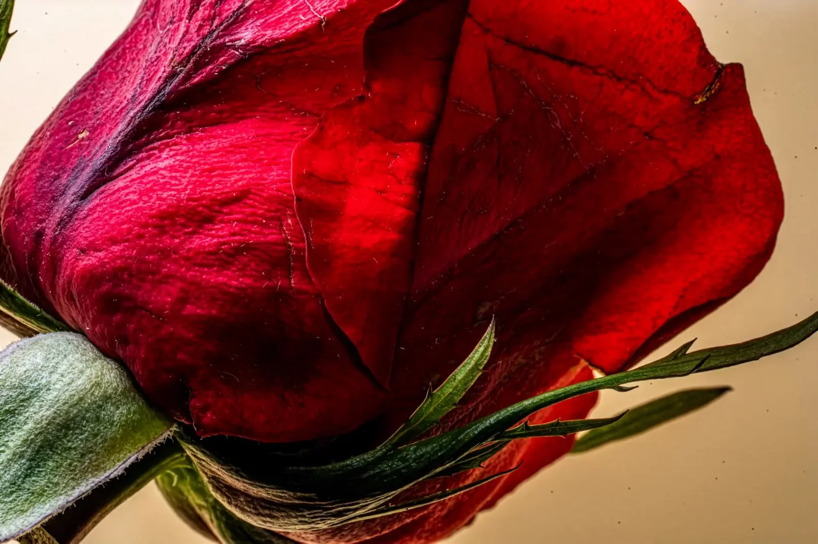 Xx MARTA M 5 .webp