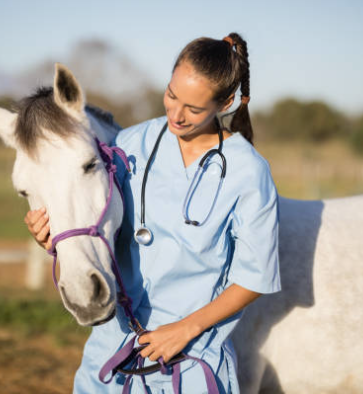 Equine Veterinarian  