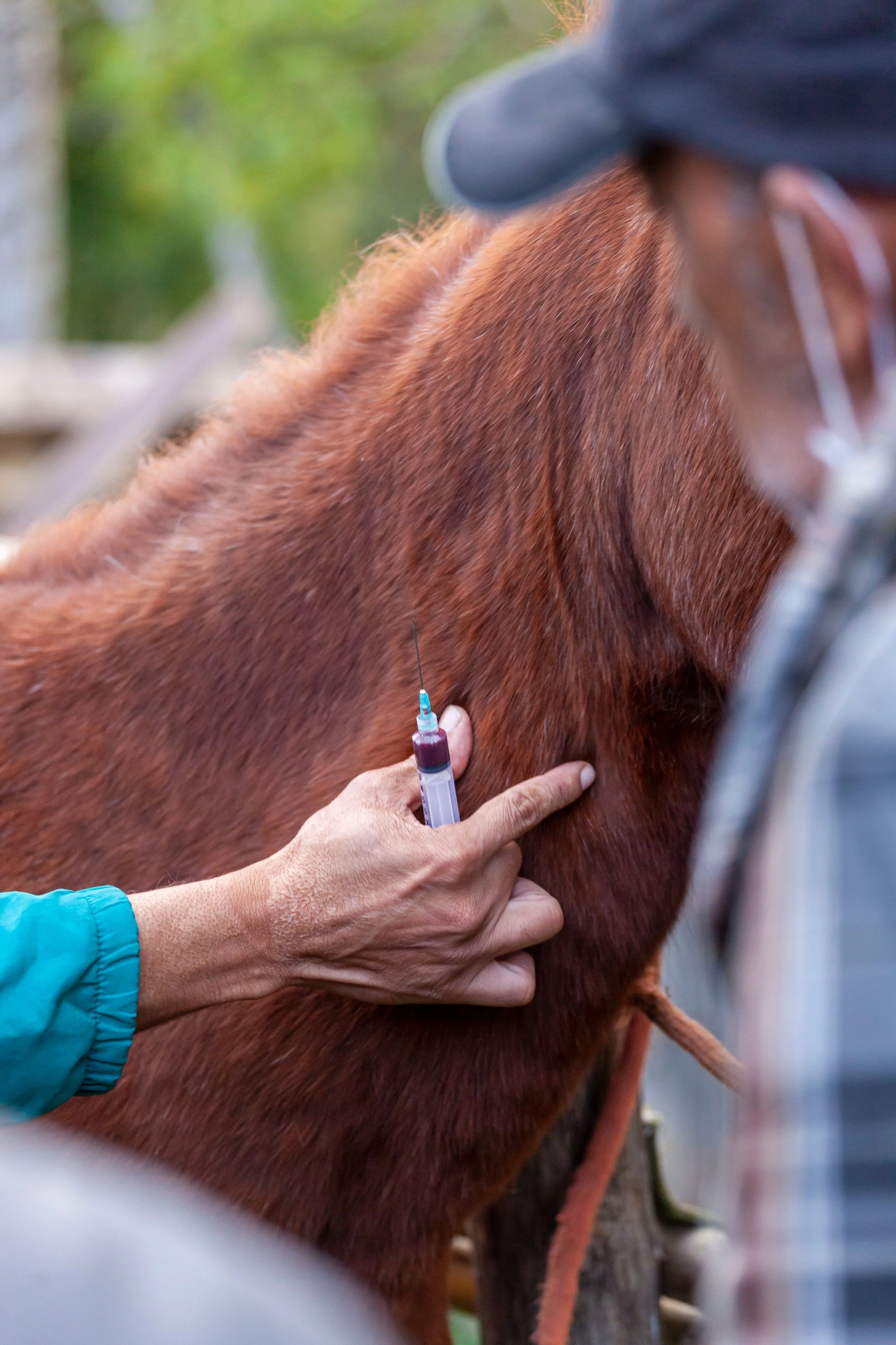 Equine Veterinarian  