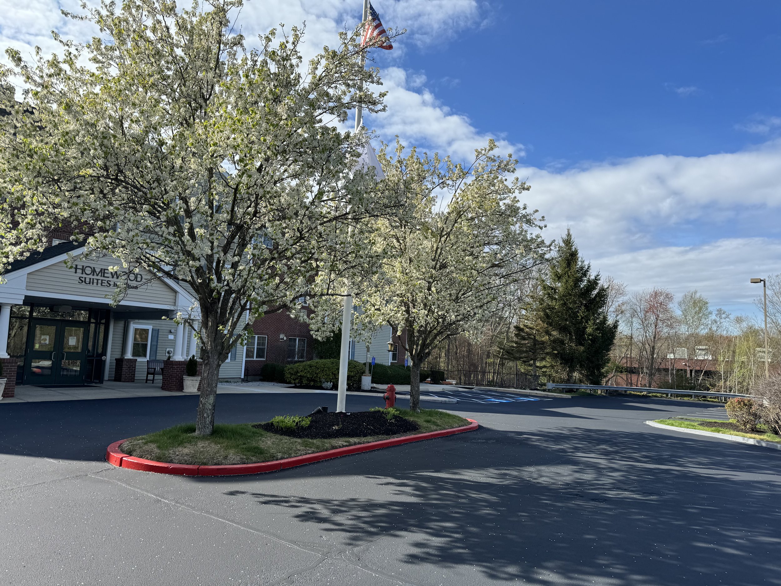 A parking lot outside a building with a sign that reads 'Homewood Suites by Hilton.' There are two flowering trees with white blossoms in the foreground, a blue sky with some clouds, and a few other trees in the background.