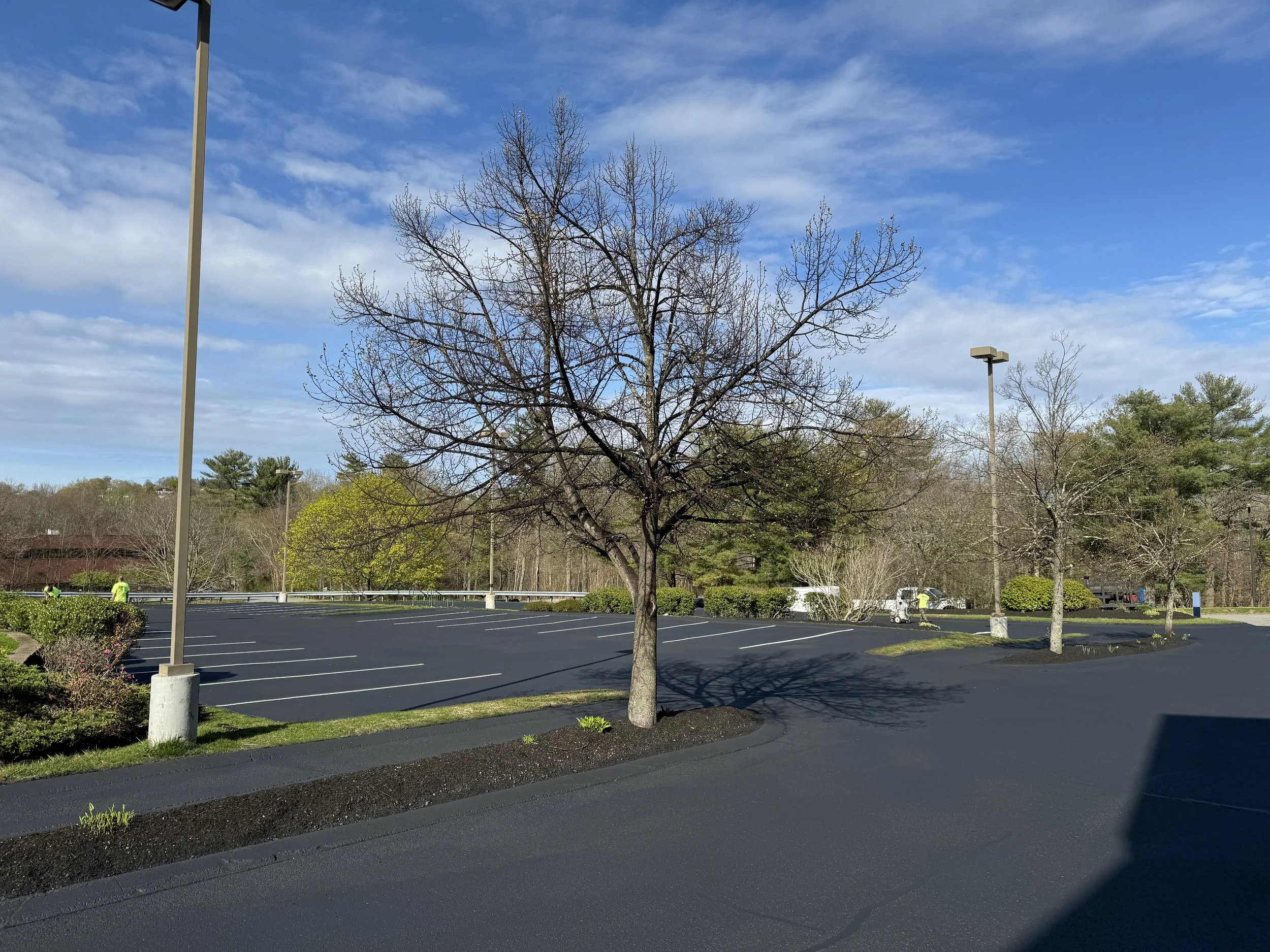 An empty parking lot with painted parking spaces and a leafless tree in the center, under a partly cloudy blue sky with some clouds and distant trees.