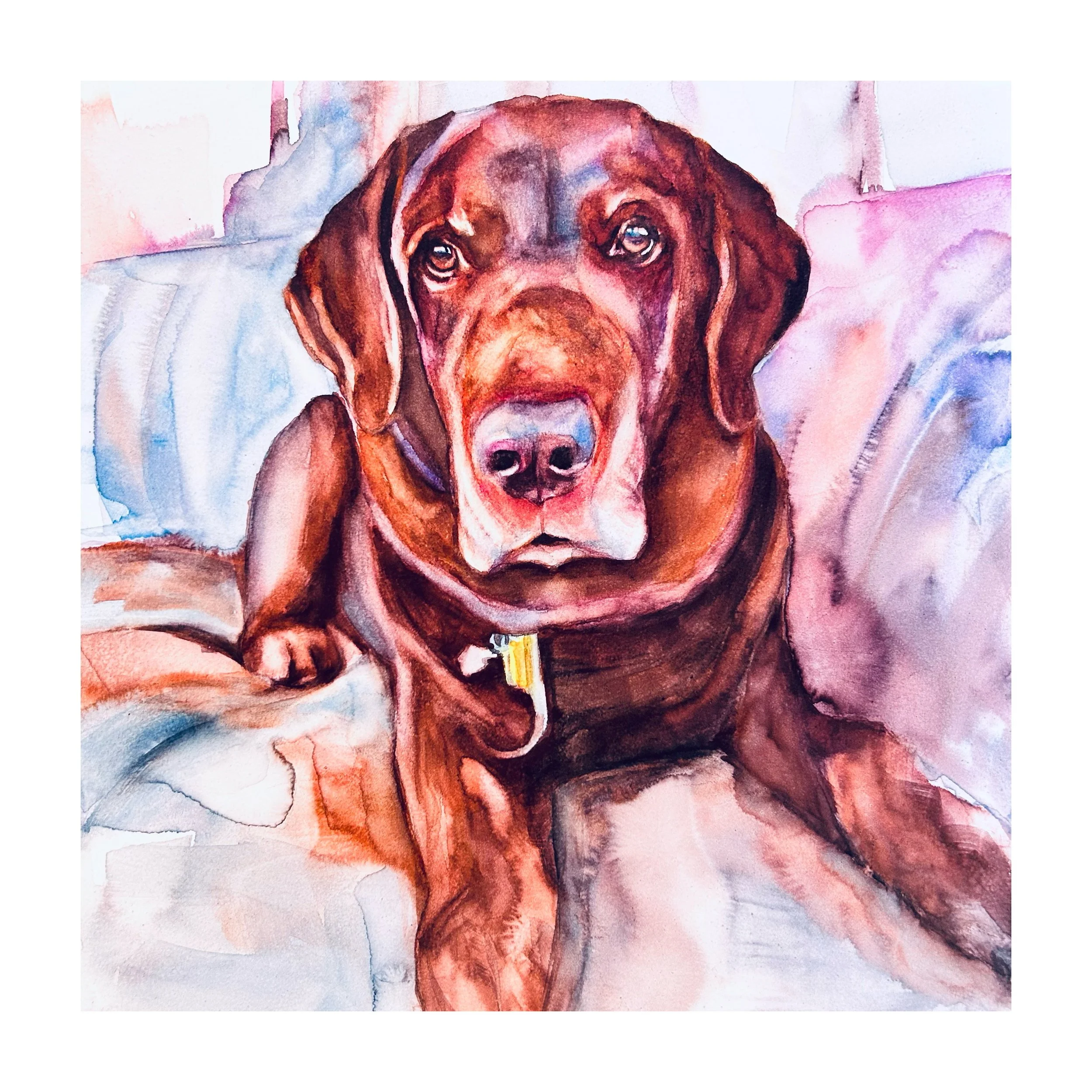 Pet Portraits