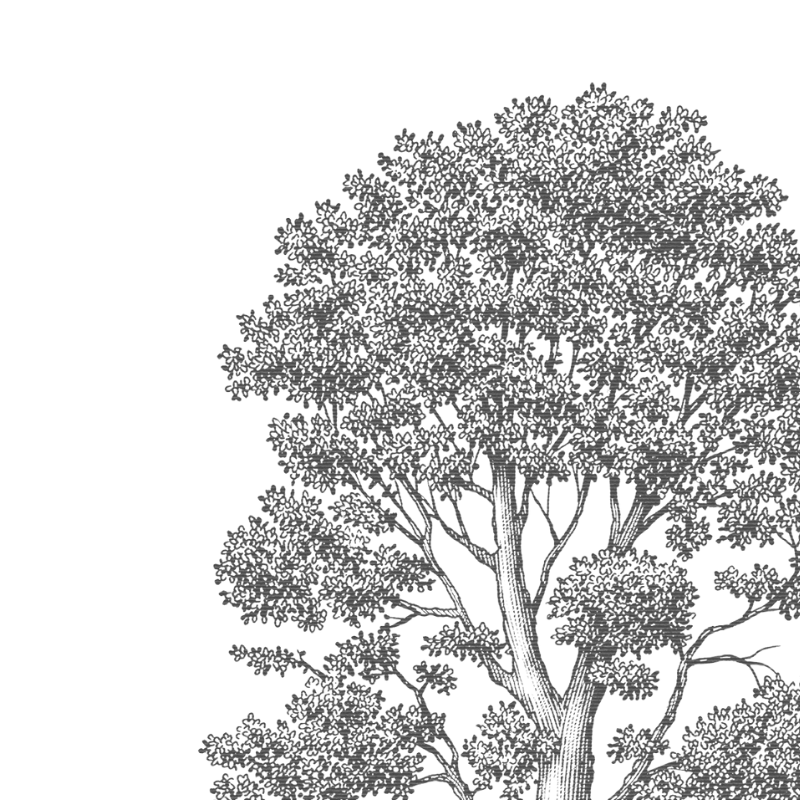 Black and white line drawing of a large tree with detailed leaves and branches.