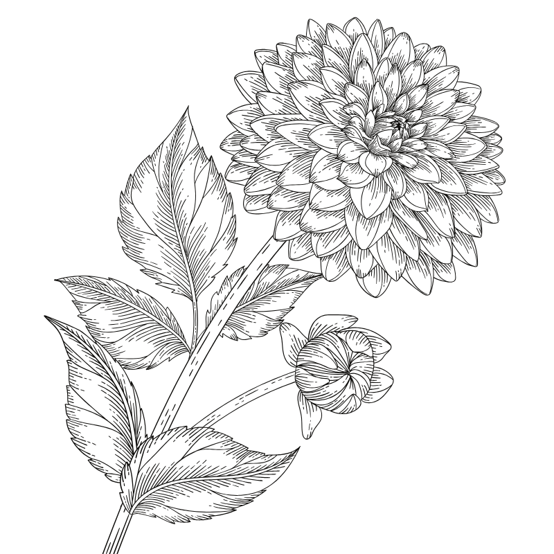 Outline drawing of a dahlia flower with leaves against a black background.