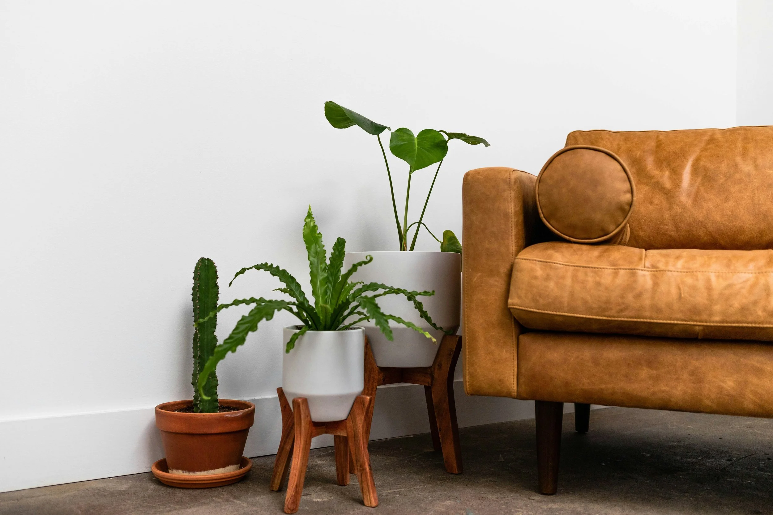 Indoor scene with a leather sofa, a small wooden table with two potted plants, including a tall green plant in a white pot and a cactus in a terracotta pot, against a plain white wall.