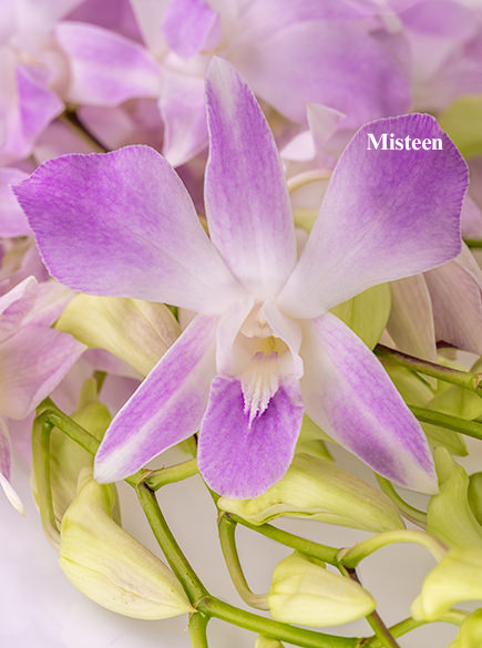 Misteen (1).png