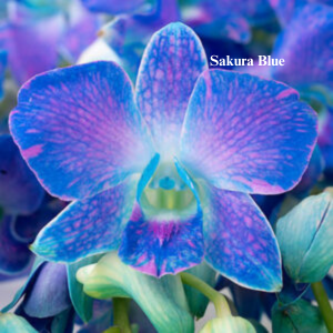 Sakura Blue.png