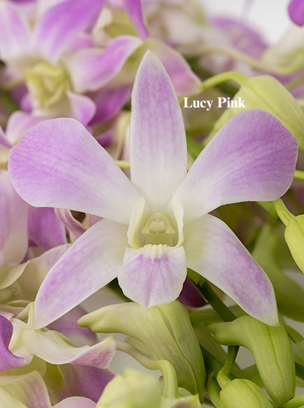 Lucy Pink.png
