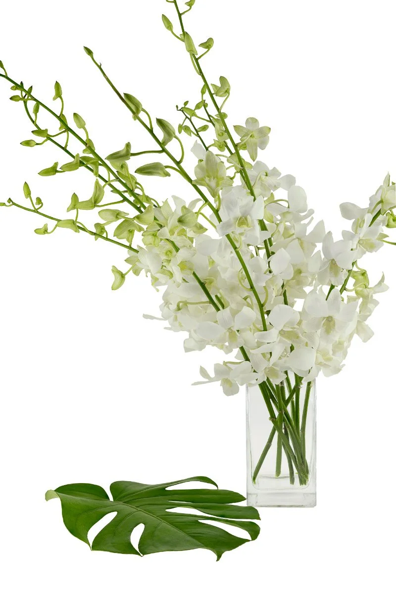 White Dendrobiums - Sabi Blooms.jpg