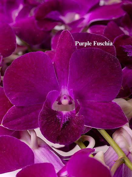 Purple Fuschia.png