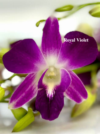 Royal Violet.png