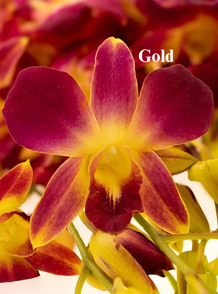 Gold..png