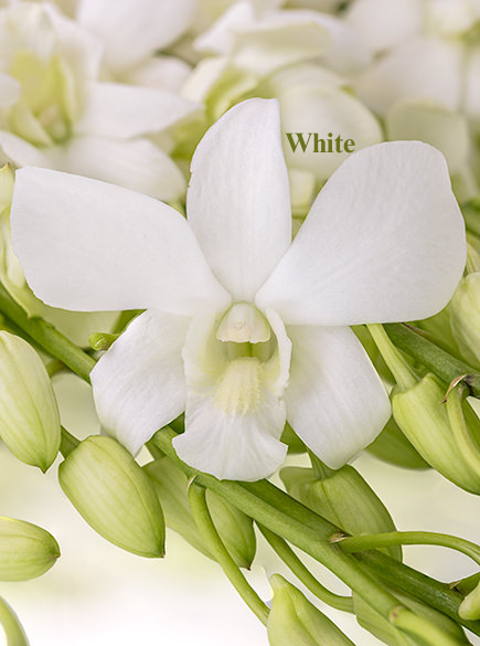 White.png