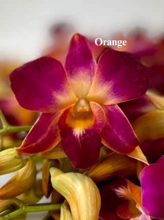 Orange.png