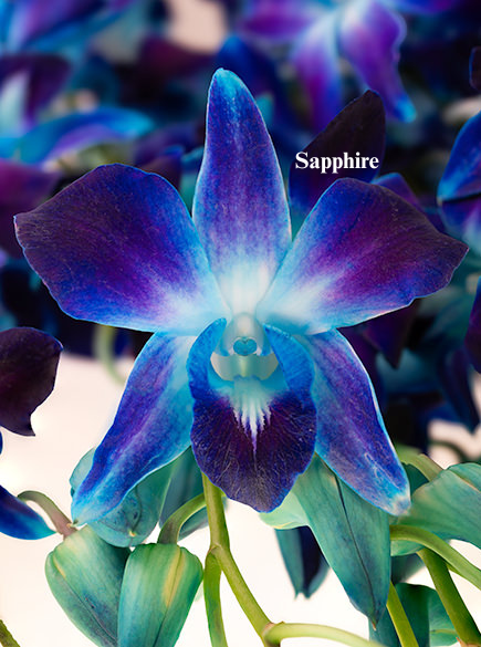 Sapphire.png