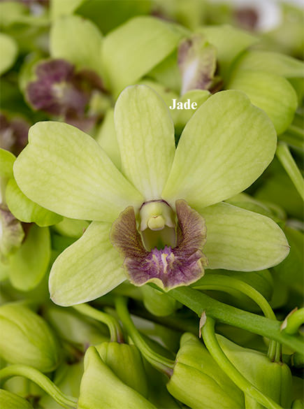 Jade.png