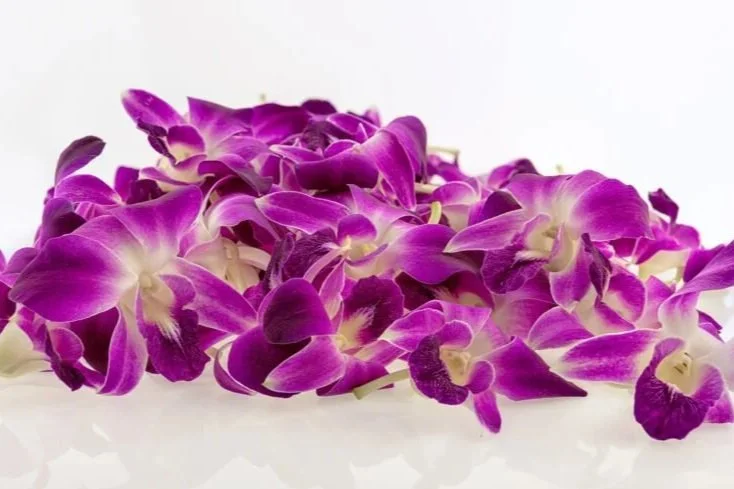 A collection of purple and white orchid flower petals scattered on a white surface.